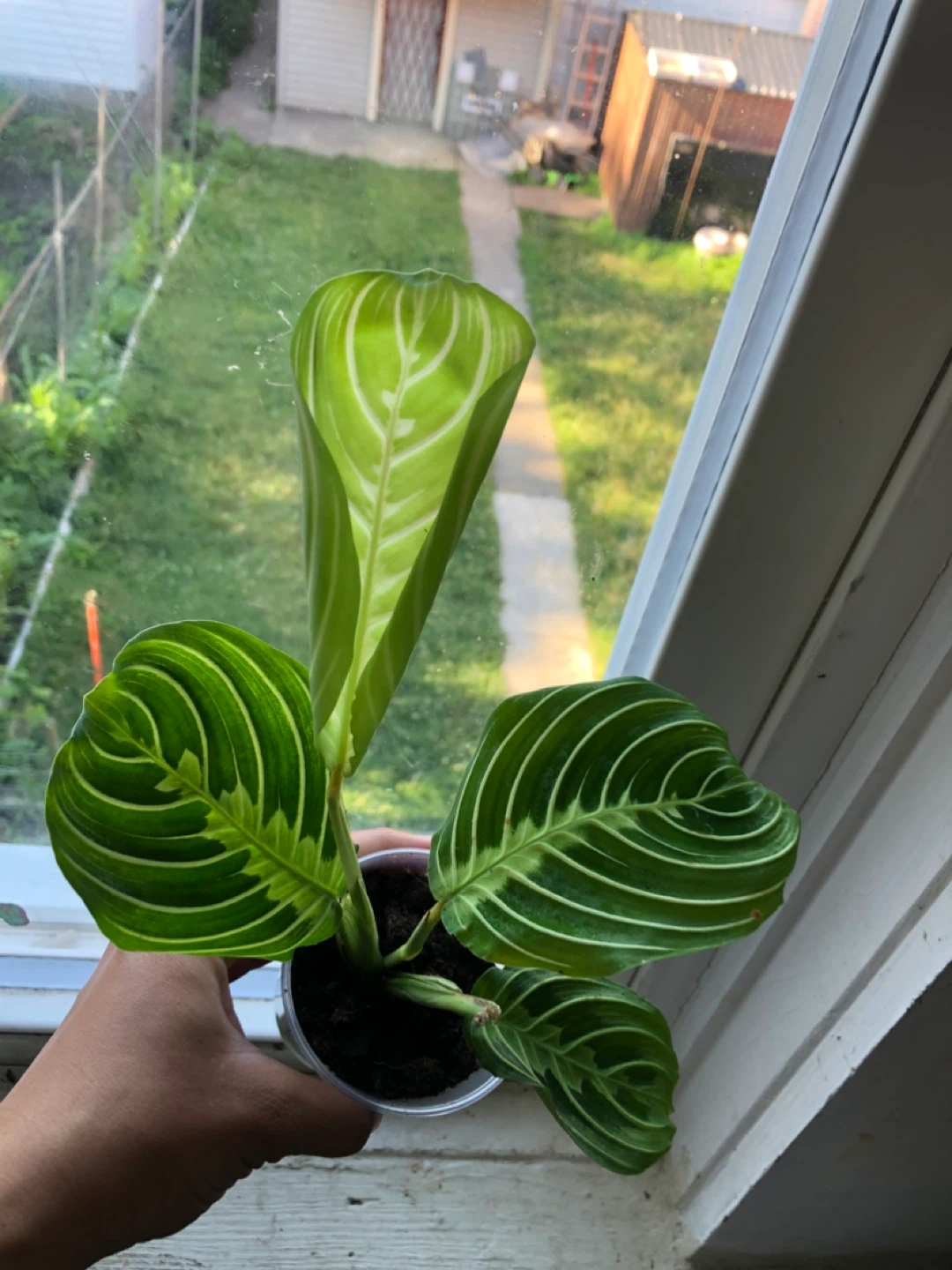 Maranta lemon lime plant