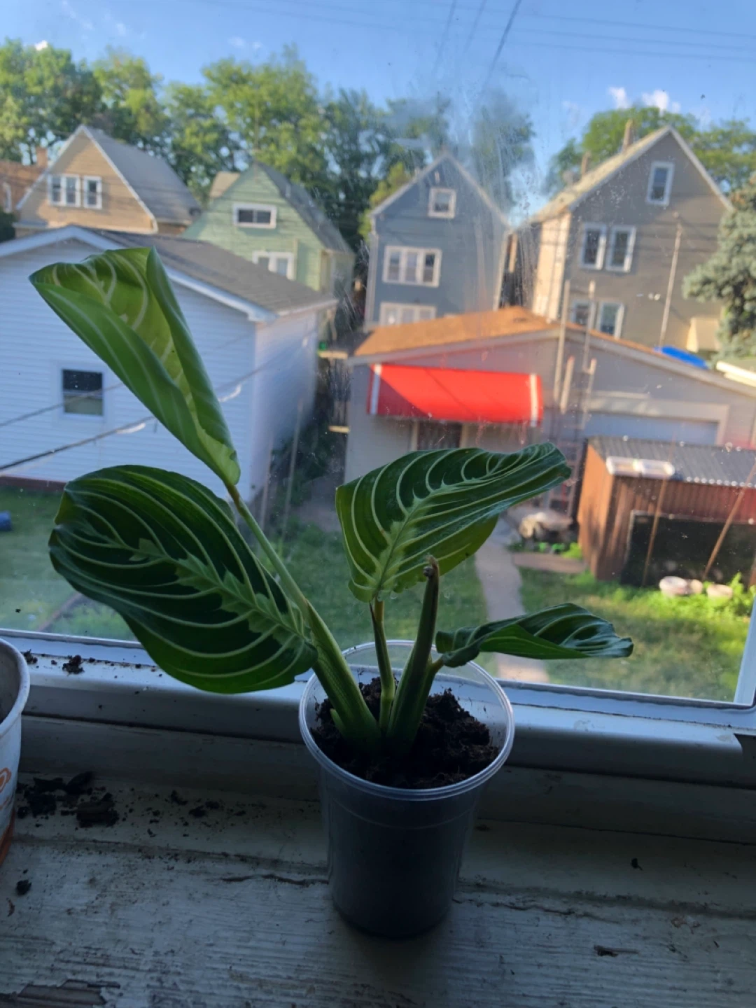 Maranta lemon lime plant - photo 2