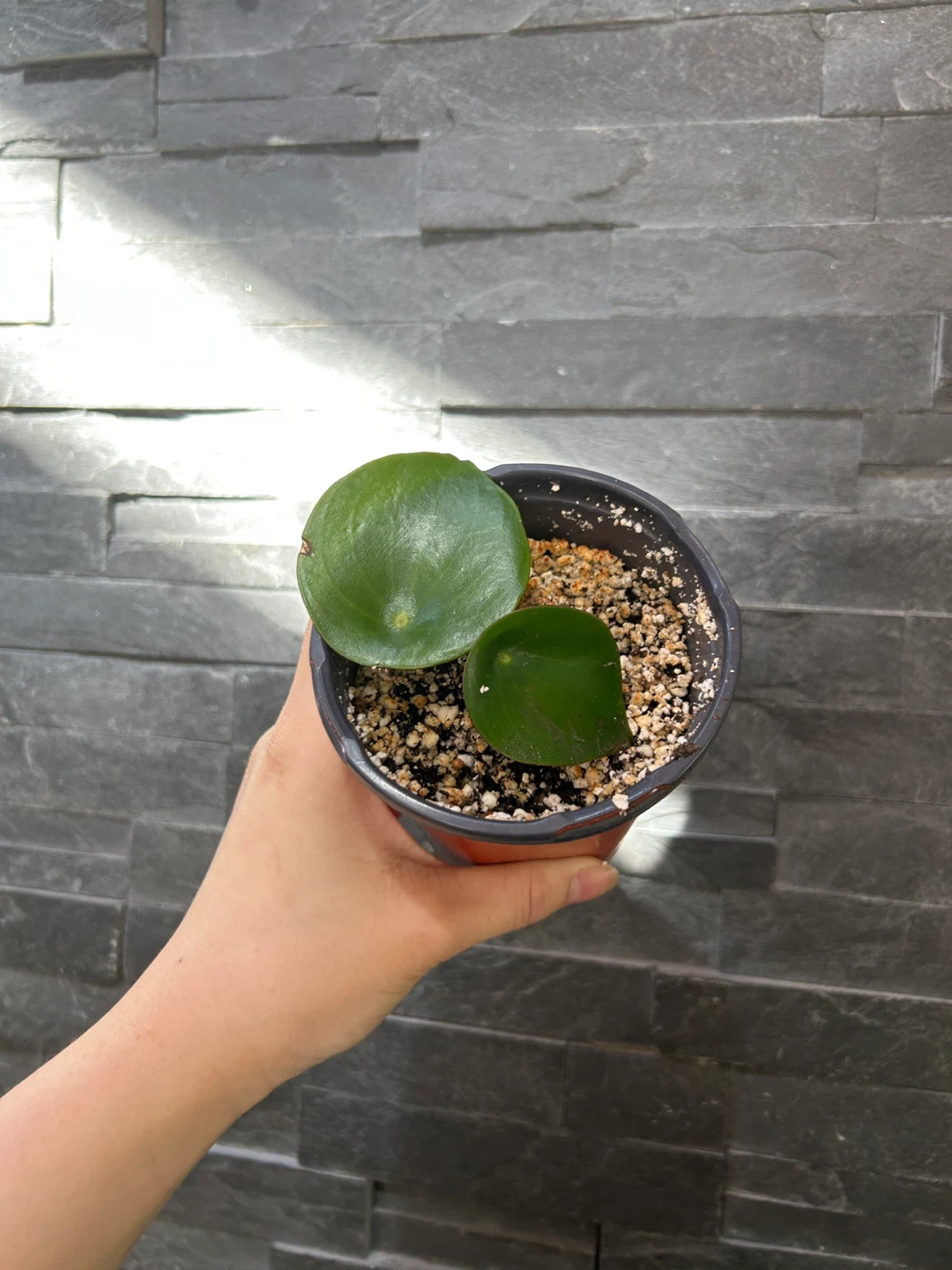 Peperomia Plant in Pot