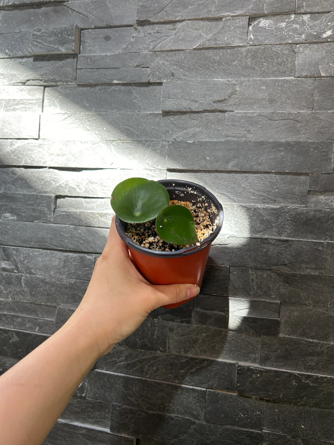 Peperomia Plant in Pot - photo 2