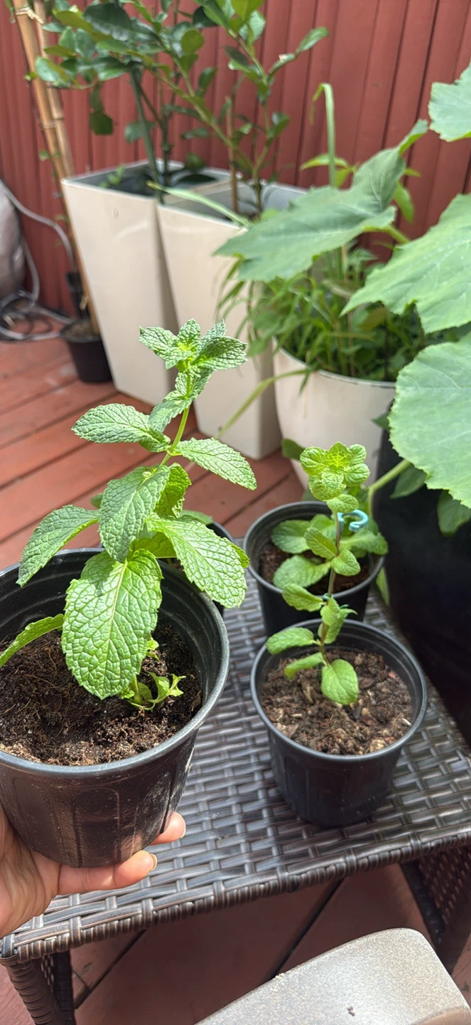Mint Plants.   menta piperita, menta negra o toronjil de menta. - photo 3