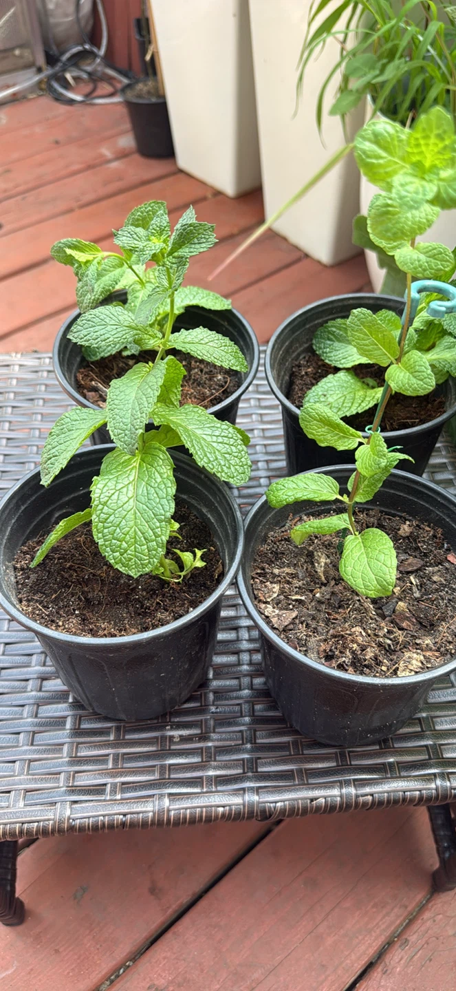 Mint Plants.   menta piperita, menta negra o toronjil de menta. - photo 2