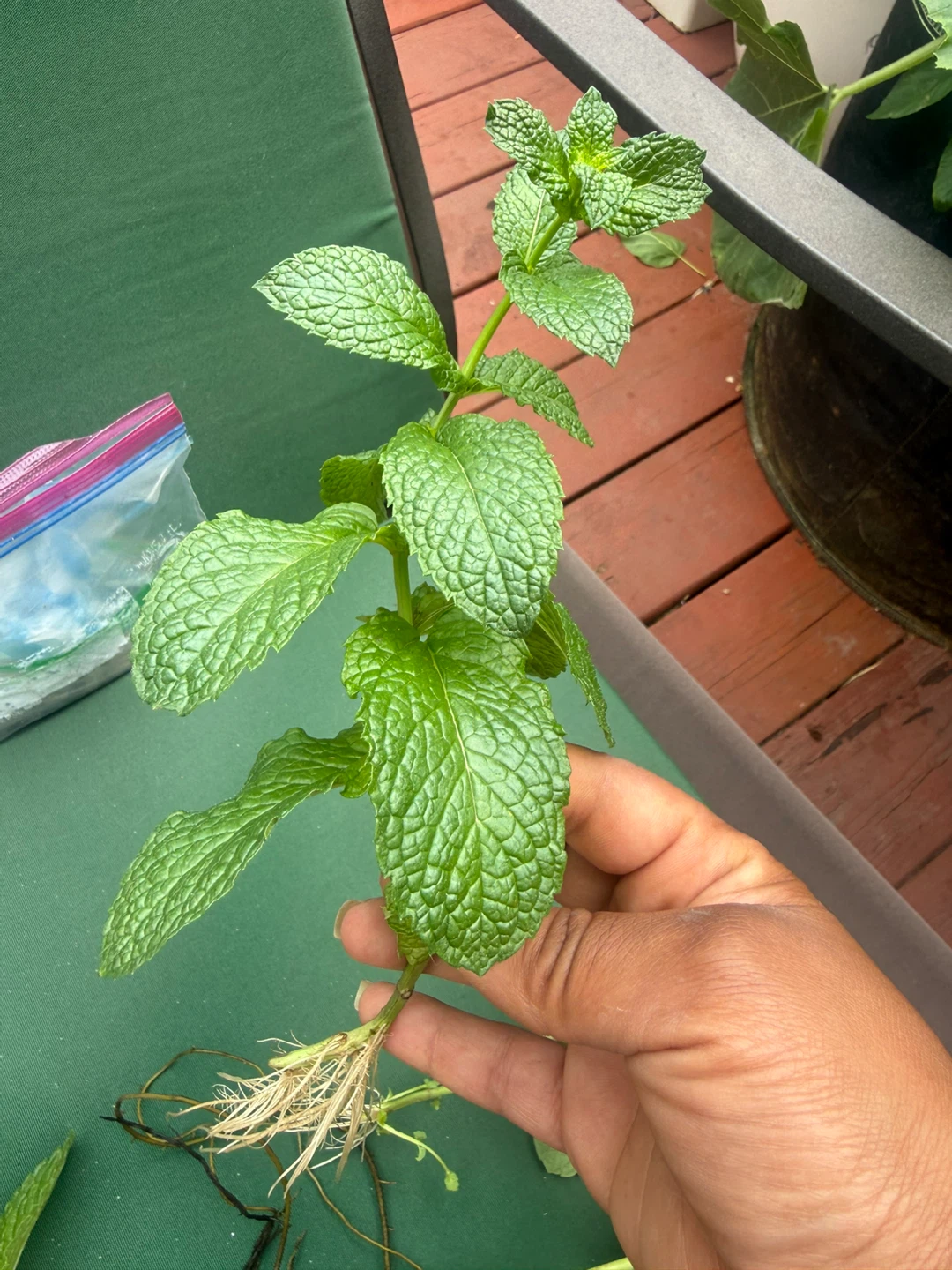 Mint Plants.   menta piperita, menta negra o toronjil de menta.
