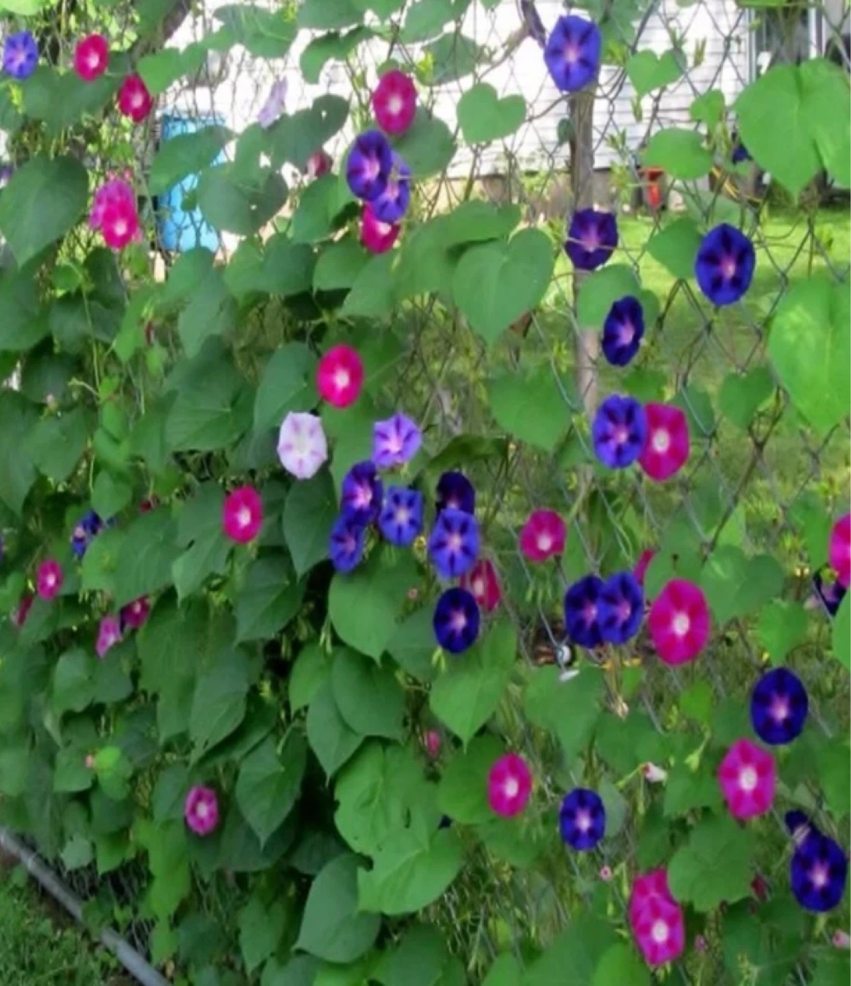 3 plants in pot, Morning Glory in 3 colours & Black Eye Susan - photo 2