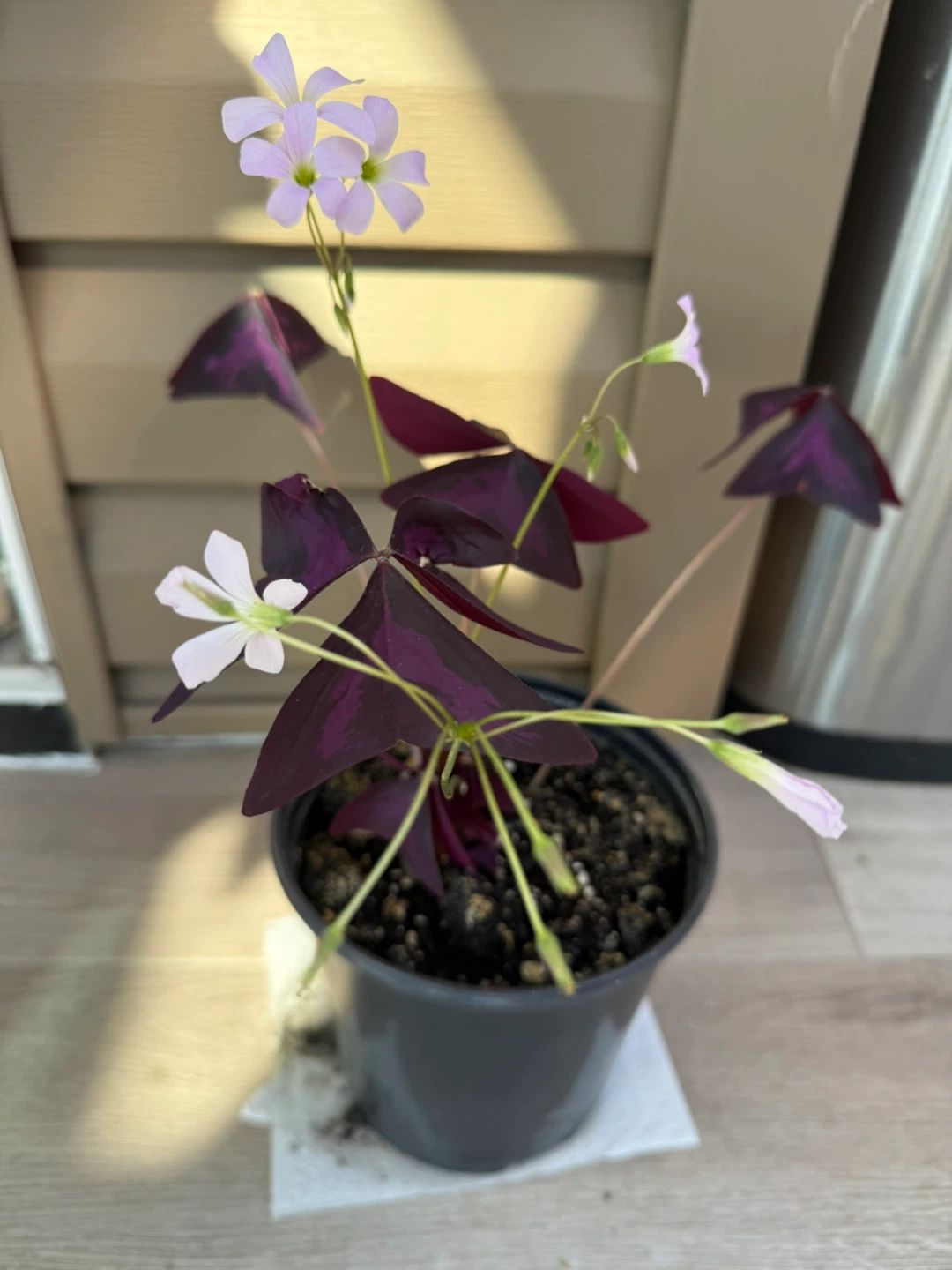 Purple Shamrock Plant