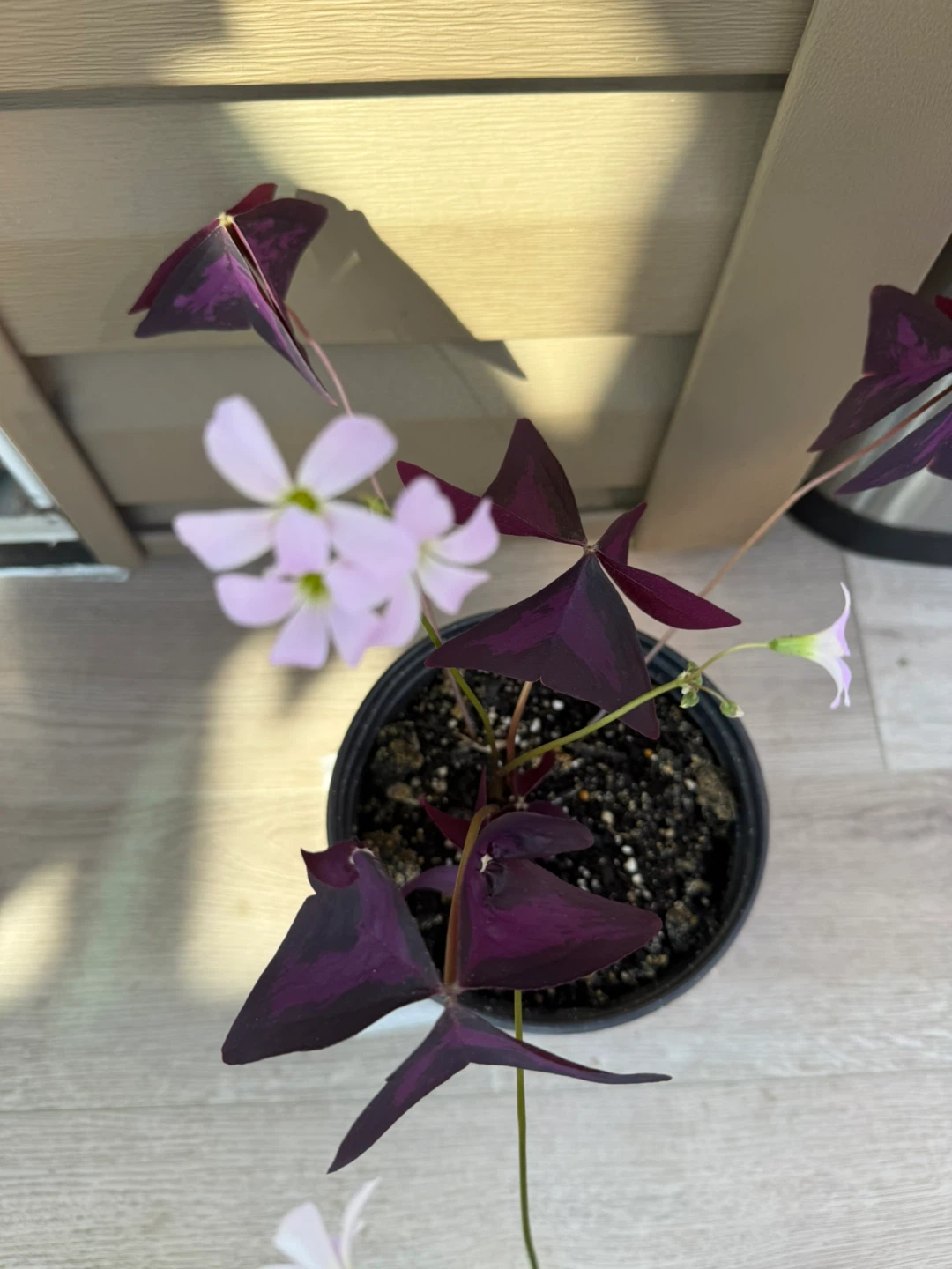 Purple Shamrock Plant - photo 2