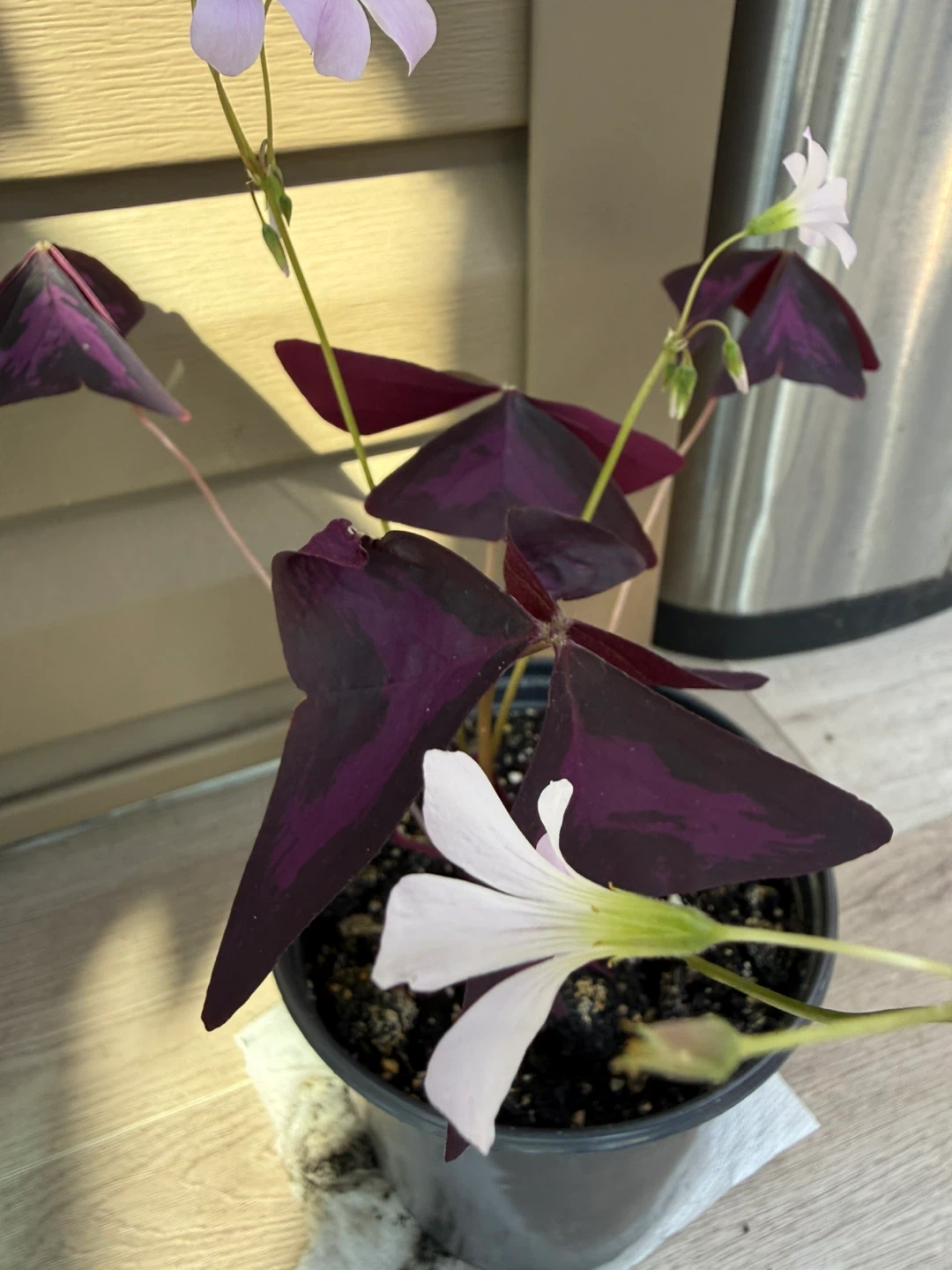 Purple Shamrock Plant - photo 3