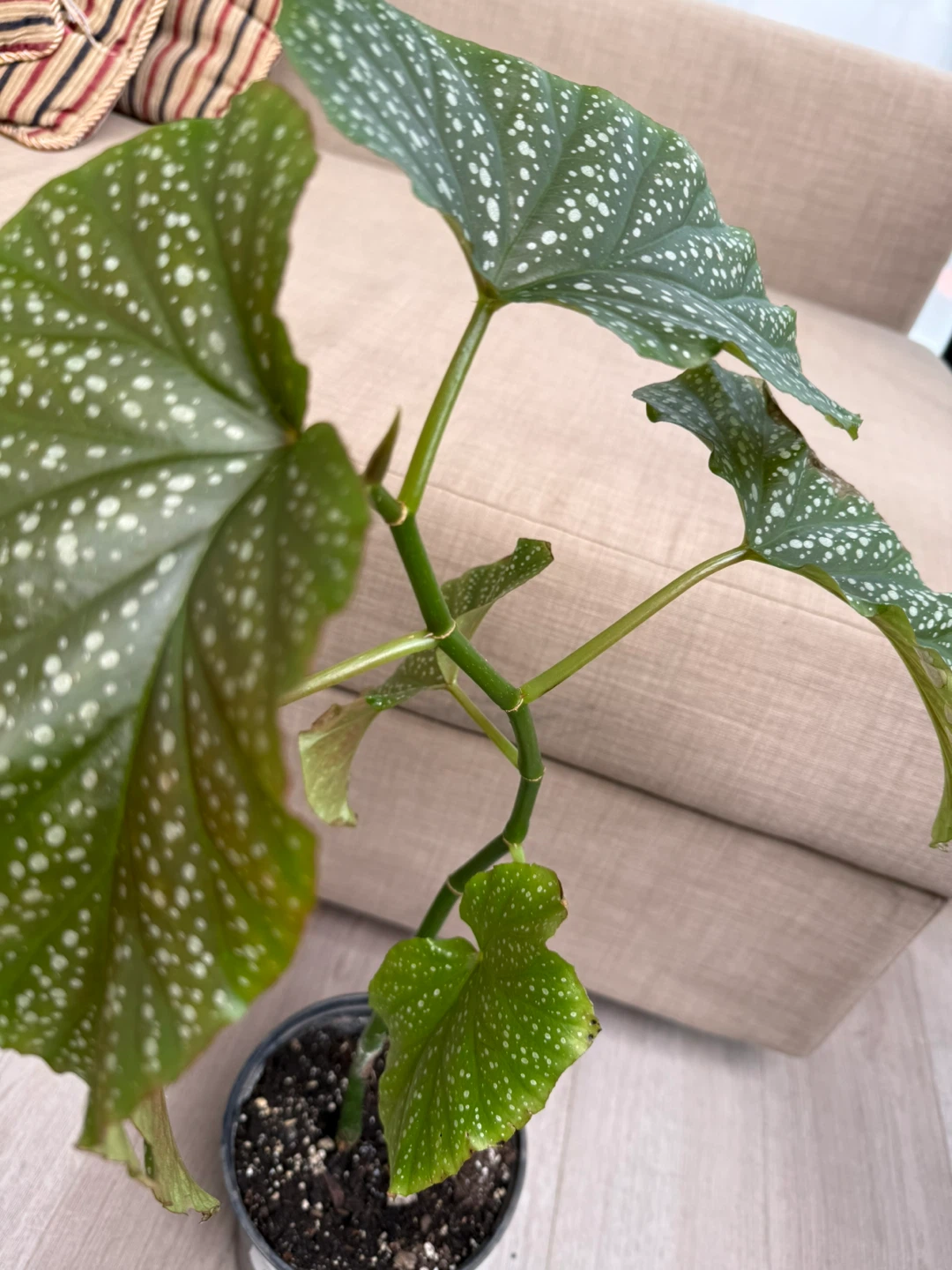 Begonia Maculata Plant