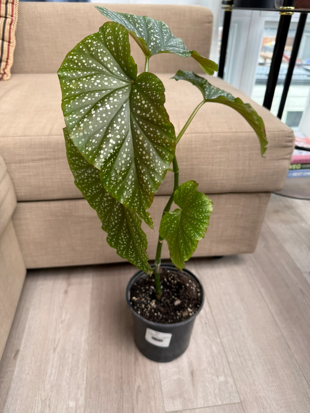 Begonia Maculata Plant - photo 2