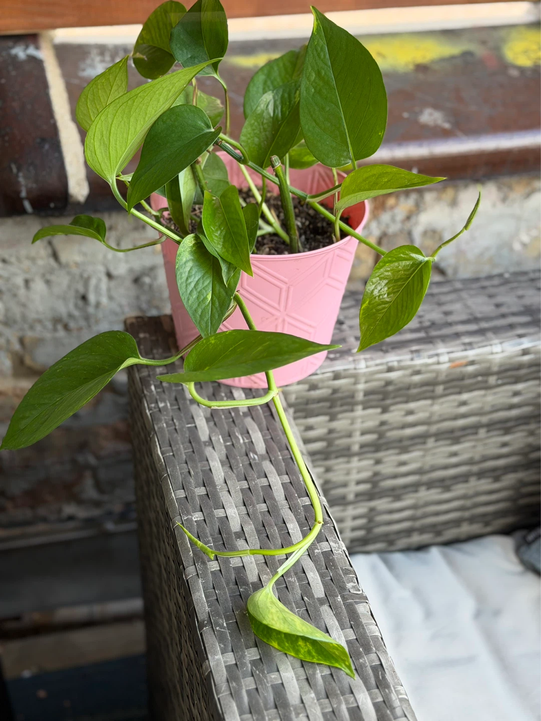 Pothos Plant - photo 2