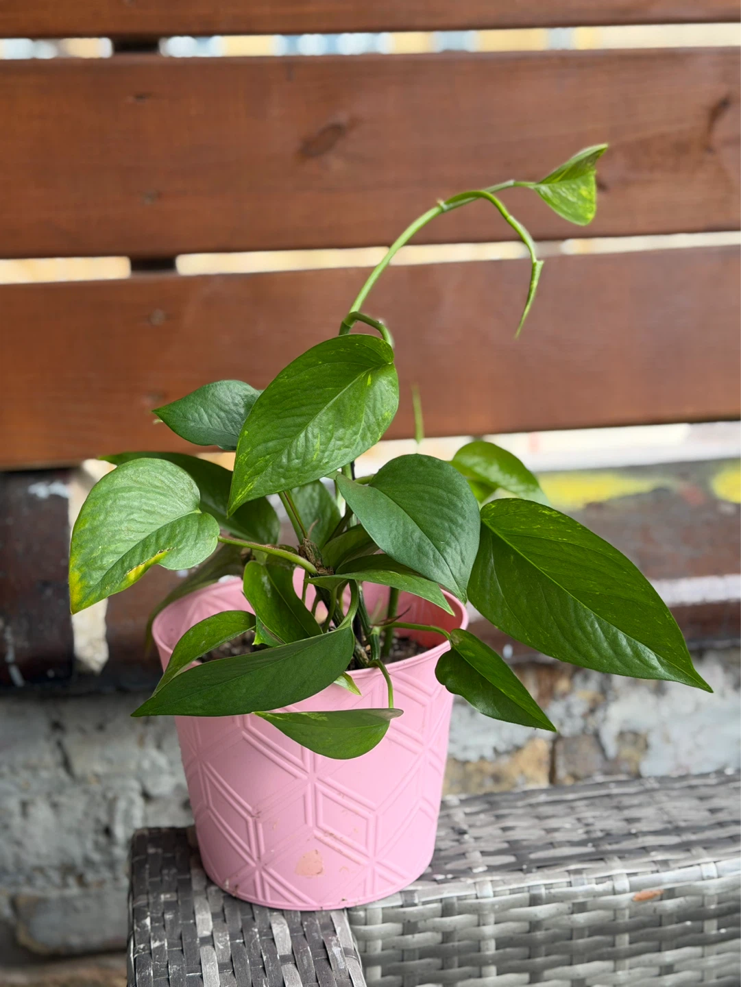 Pothos Plant