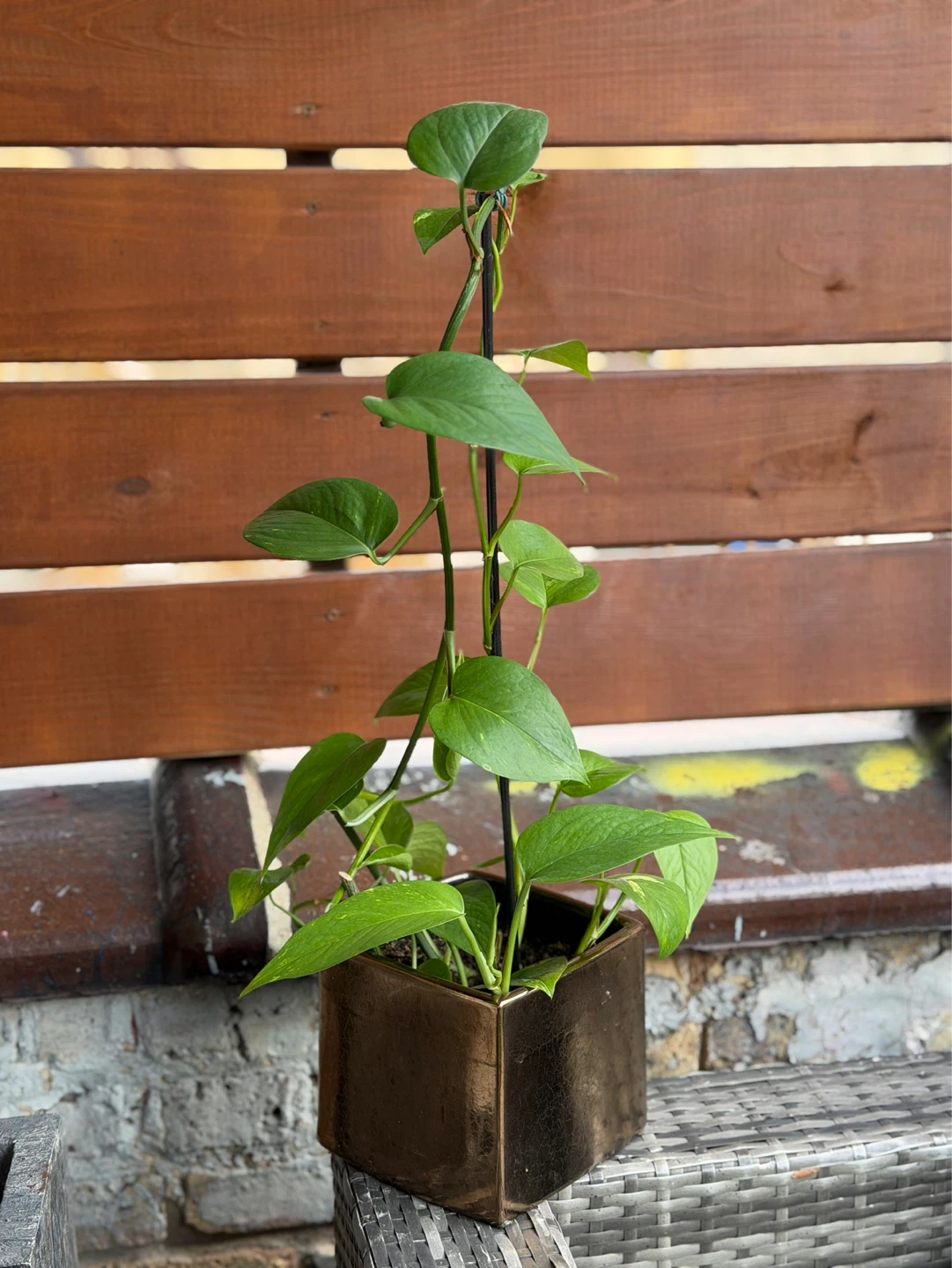 Pothos Plant in Gold Pot - photo 2