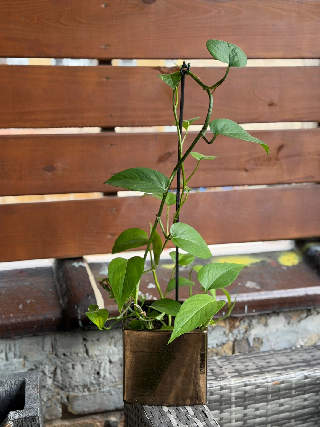 Pothos Plant in Gold Pot