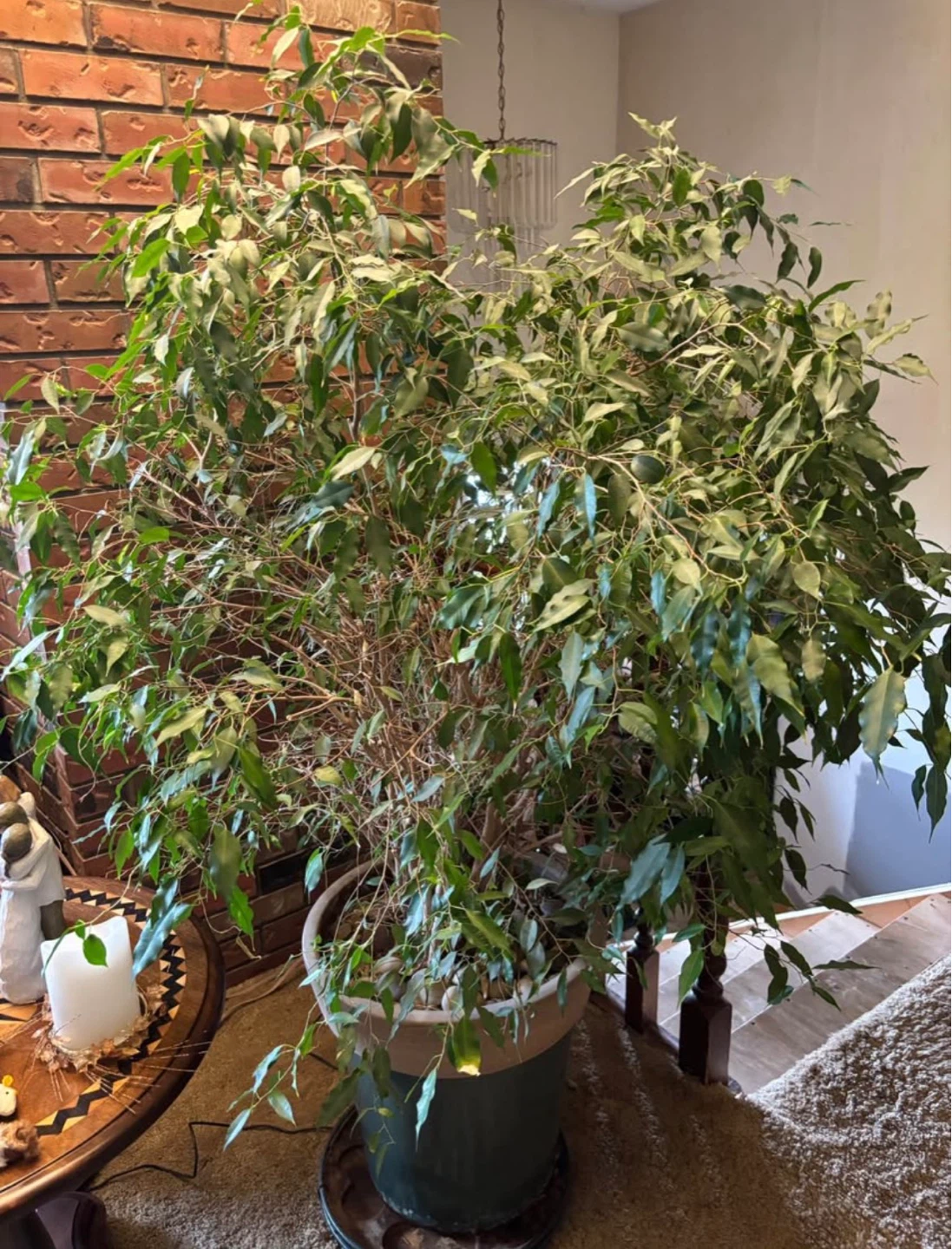 Large Ficus Tree