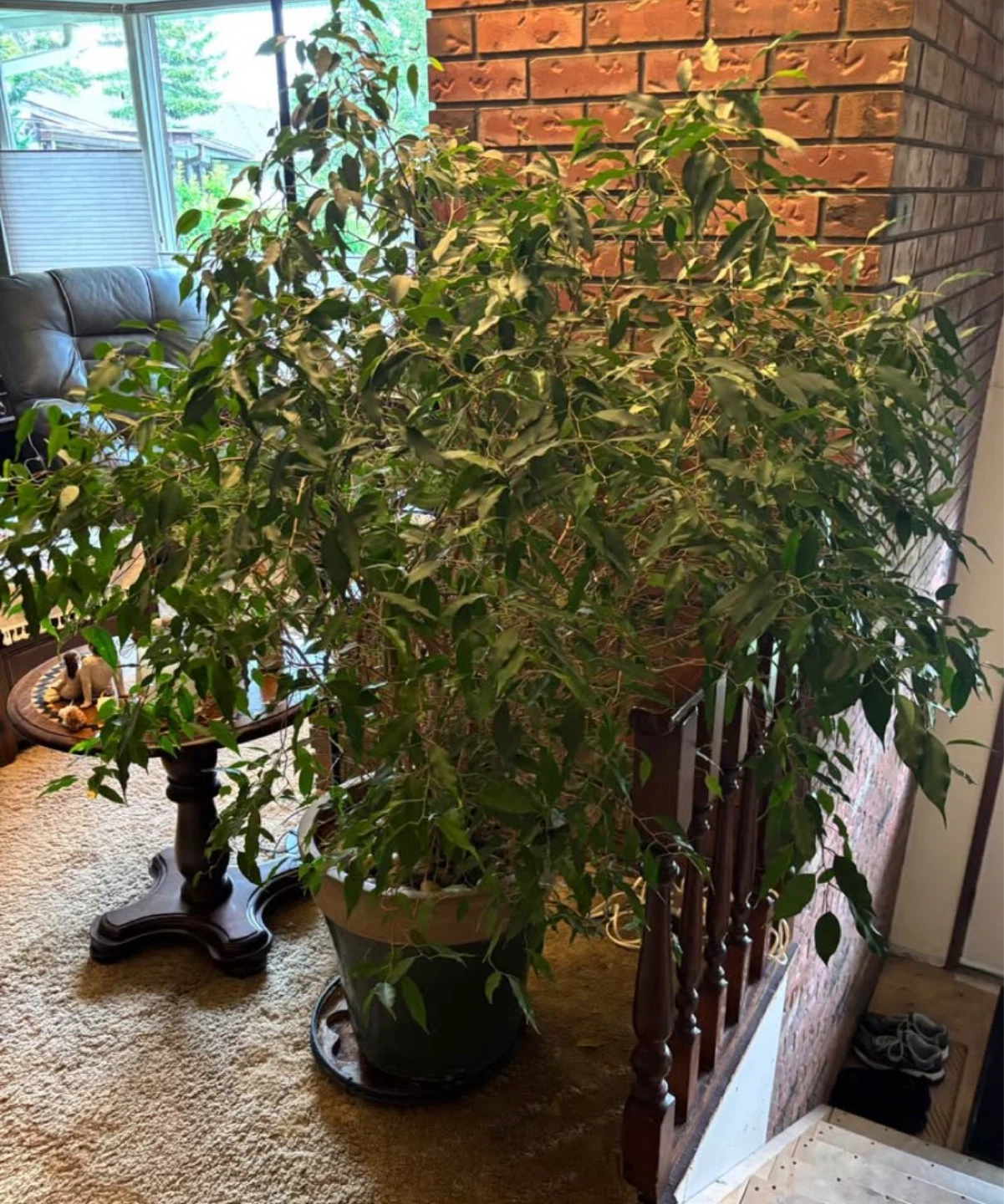 Large Ficus Tree - photo 2