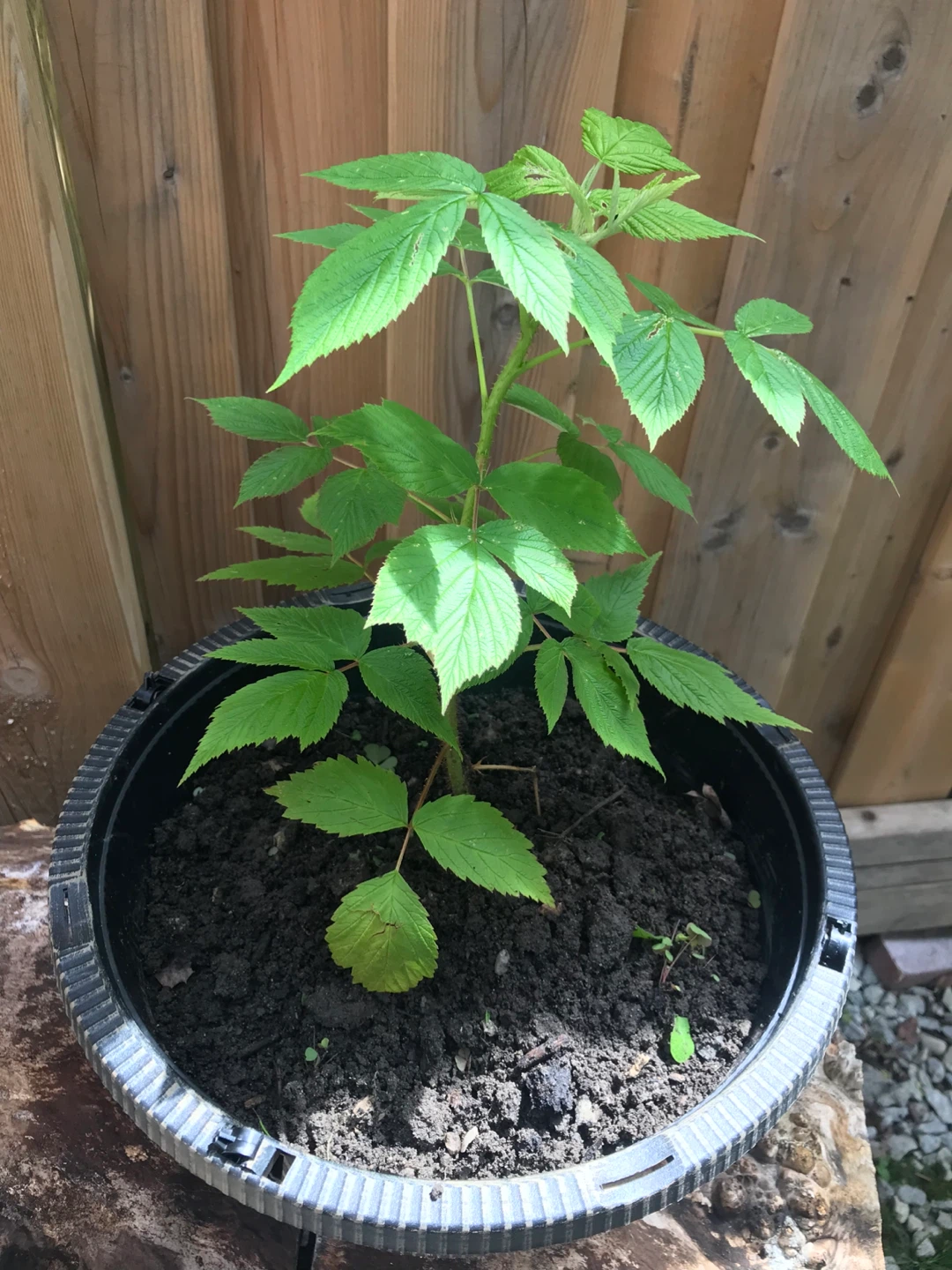 Raspberry Plant in Pot⚽️