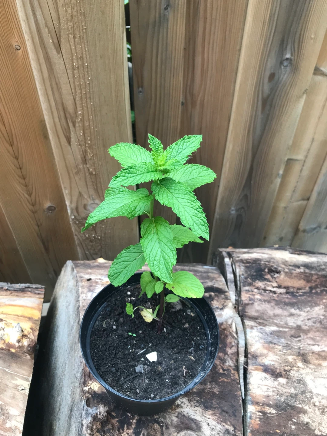Mint plant ⚽️