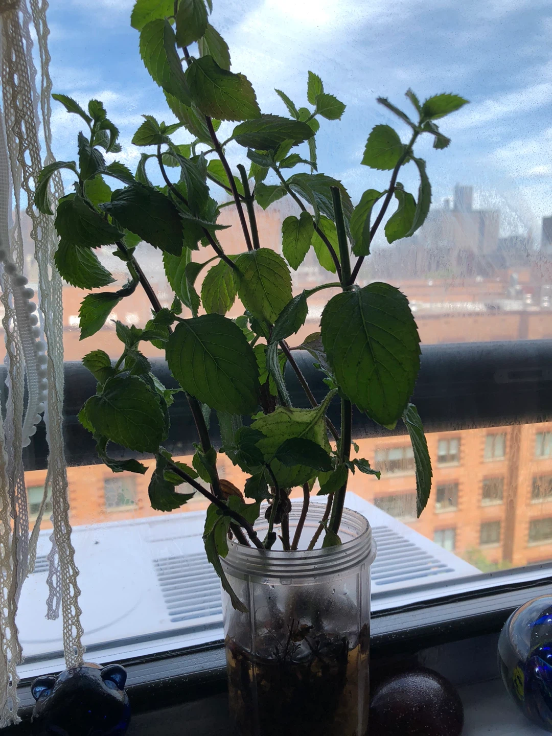 Fresh Mint Plant Cutting ⚽