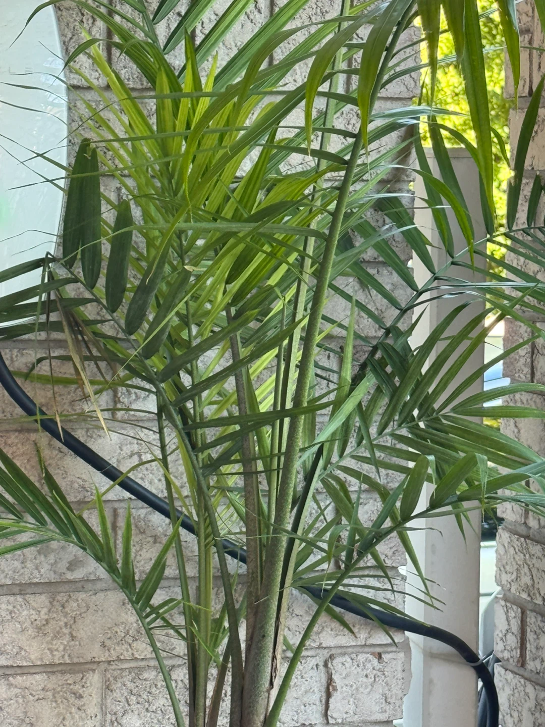 Live Potted Palm Plant