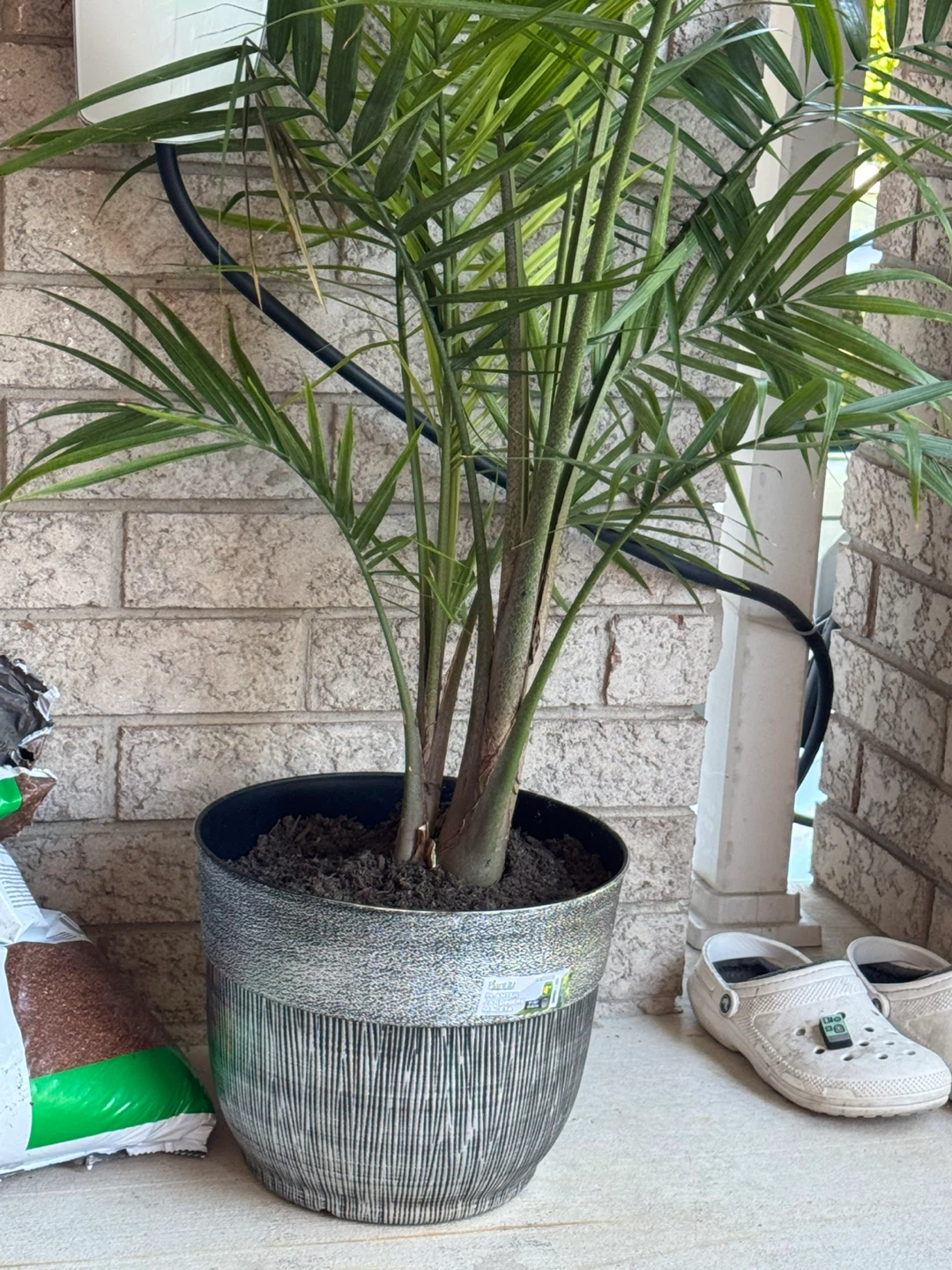 Live Potted Palm Plant - photo 2