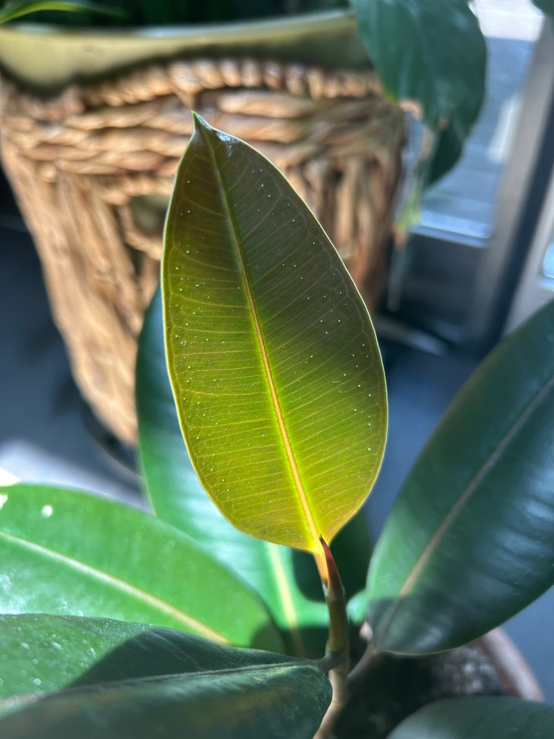 Rubber Plant - photo 3