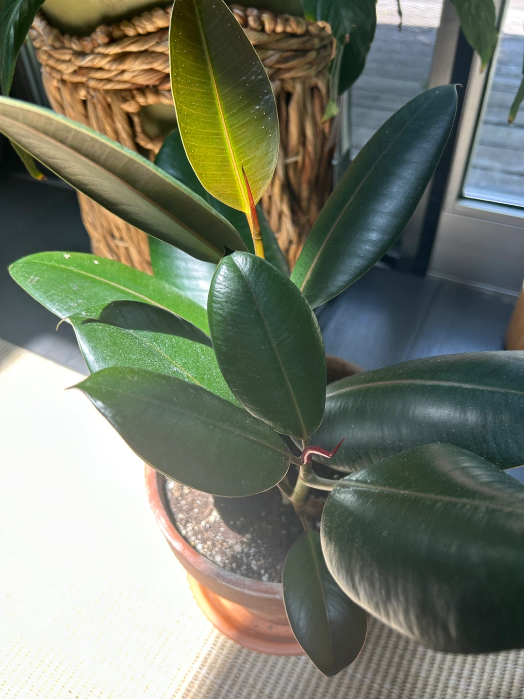 Rubber Plant - photo 2