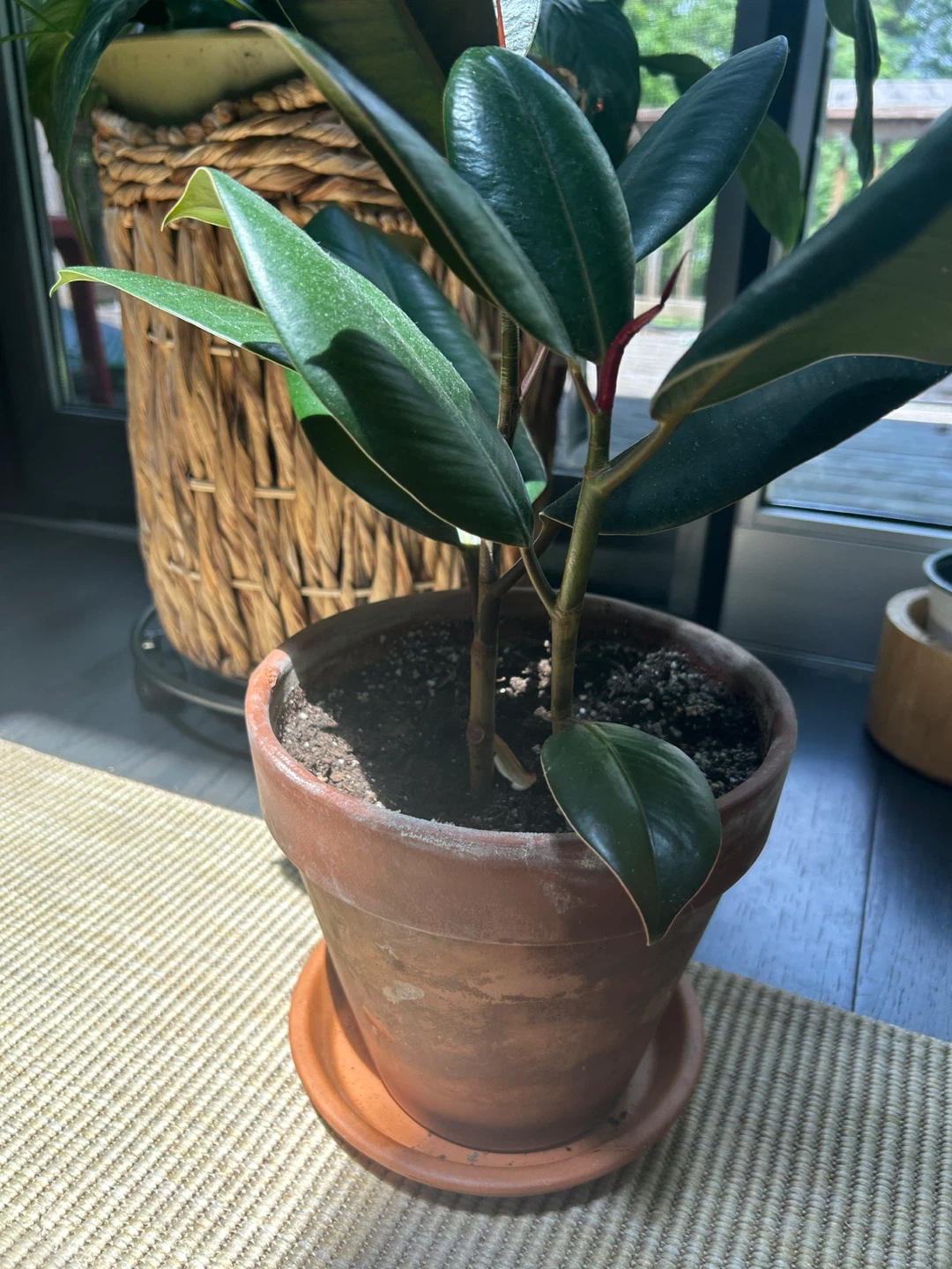 Rubber Plant