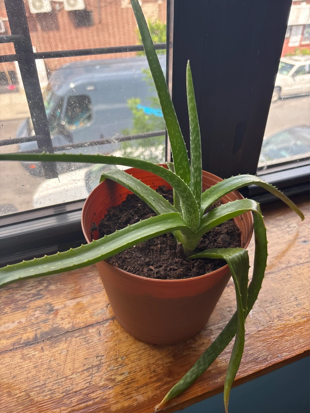 Aloe Vera Plant in Pot⚽️