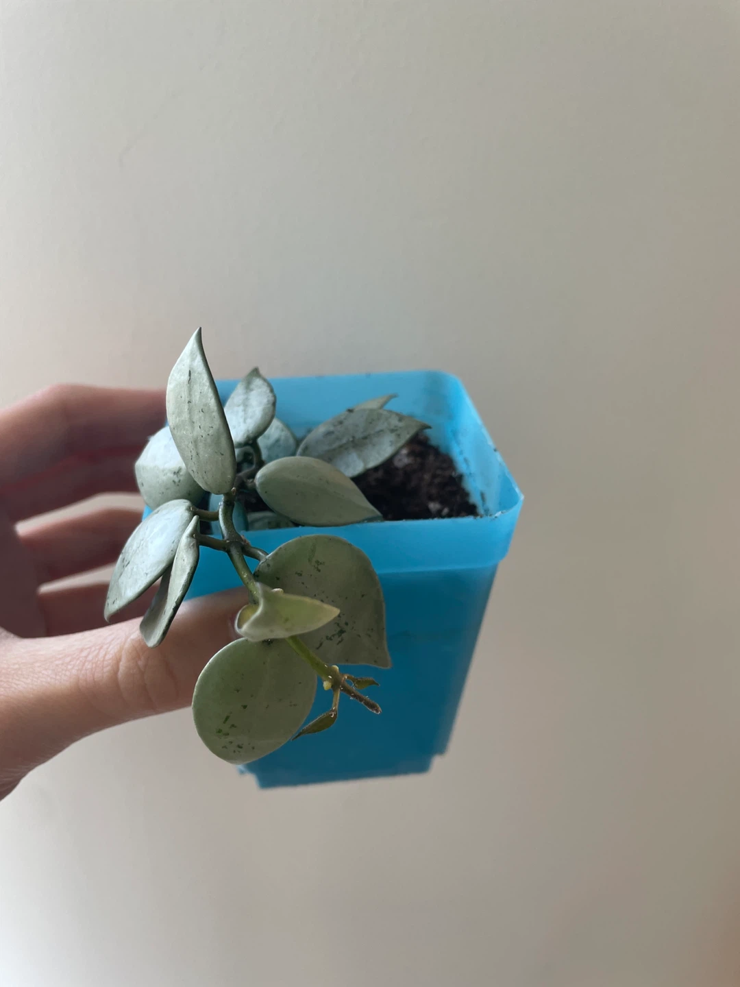 Hoya Krohniana Super Silver rooted - photo 2