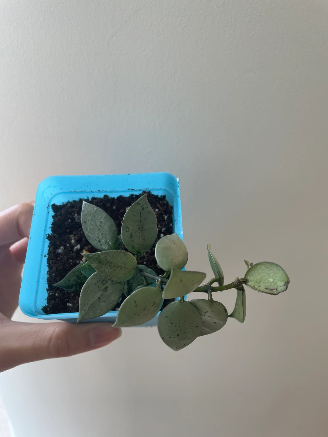 Hoya Krohniana Super Silver rooted