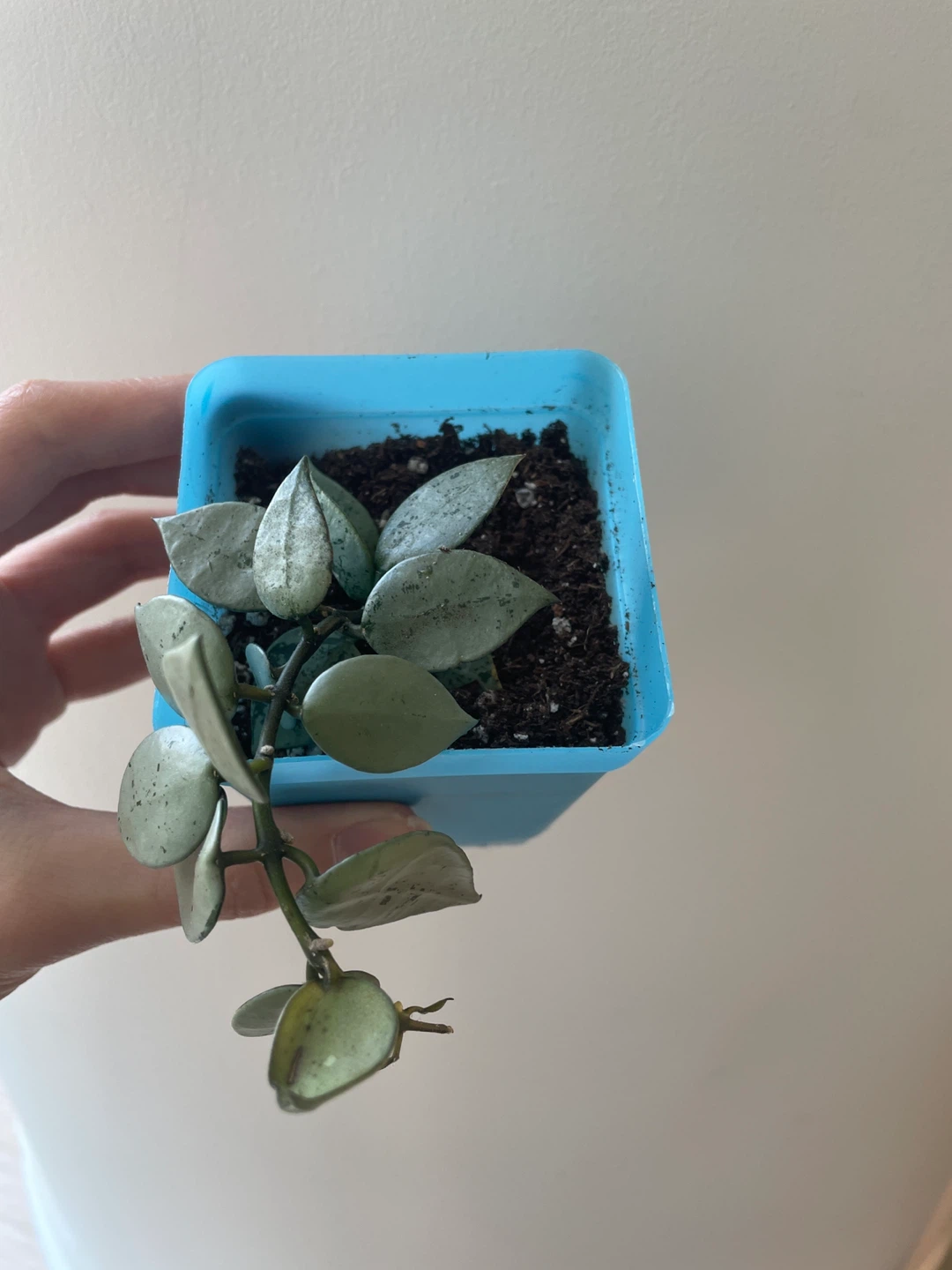 Hoya Krohniana Super Silver rooted - photo 3