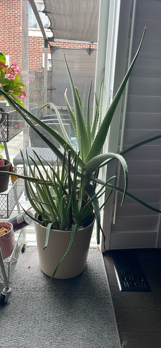 Large Aloe Vera Plant in Pot