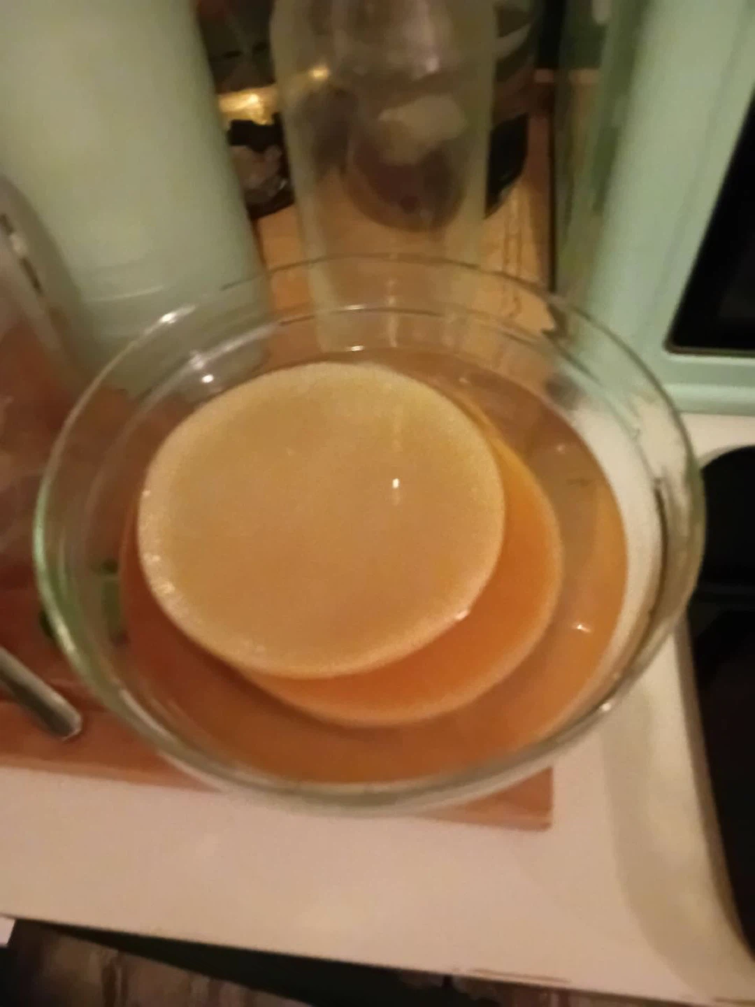 Kombucha SCOBYs Starter