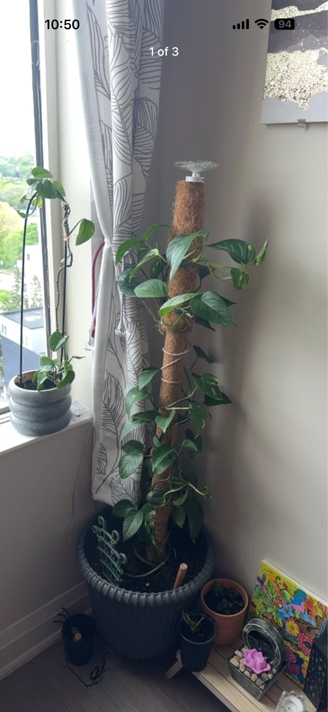Pothos plant with coir totem