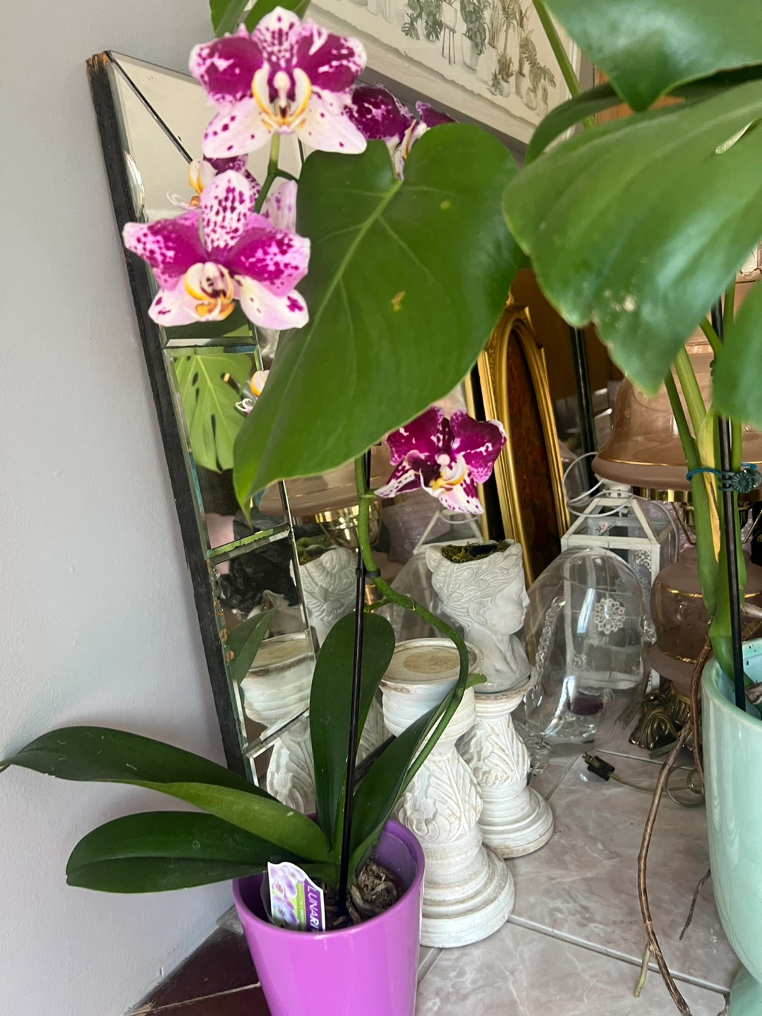 Phalaenopsis Orchid Plant ⚽