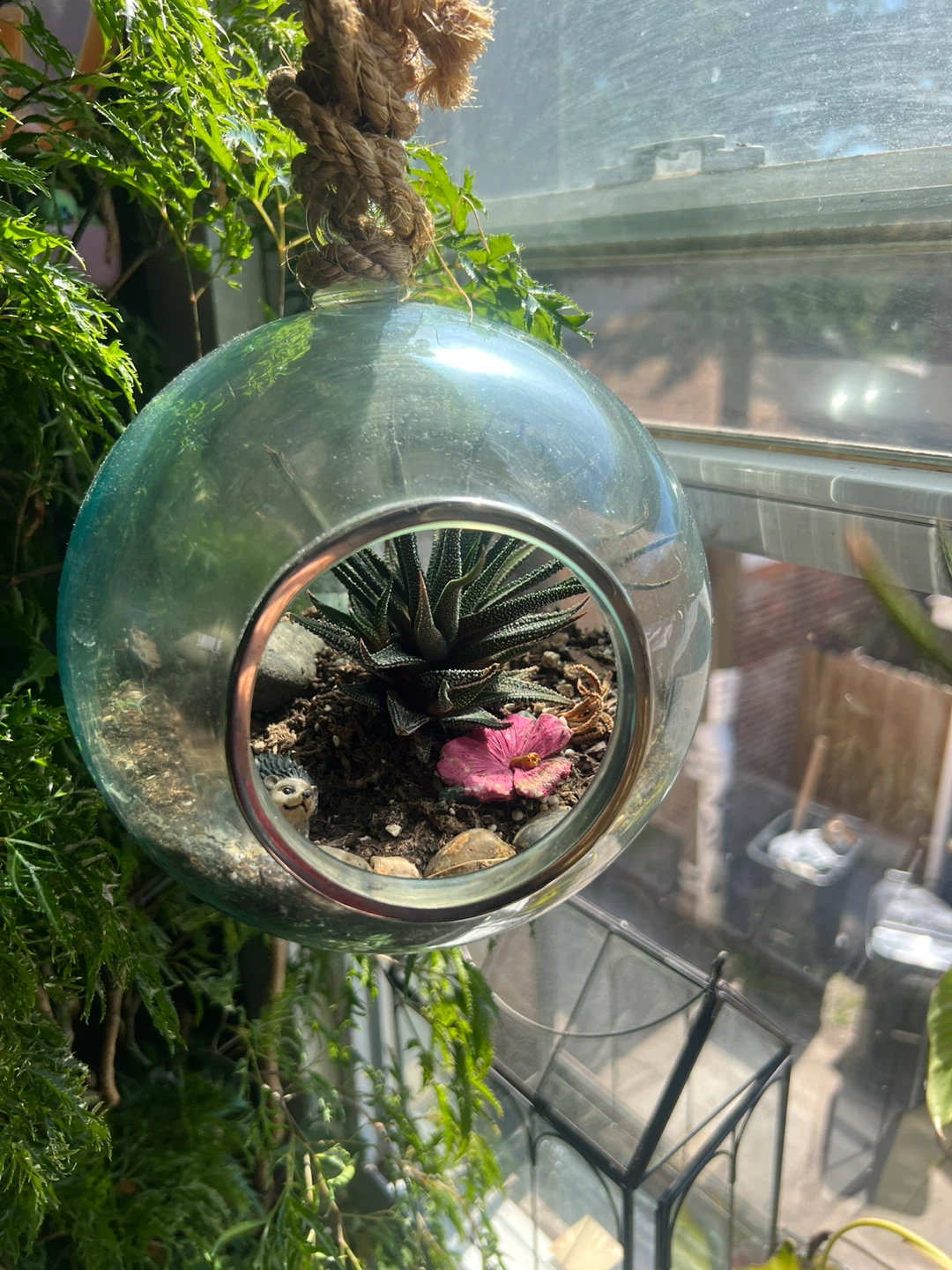 Hanging Glass Terrarium with Succulent Plant ⚽