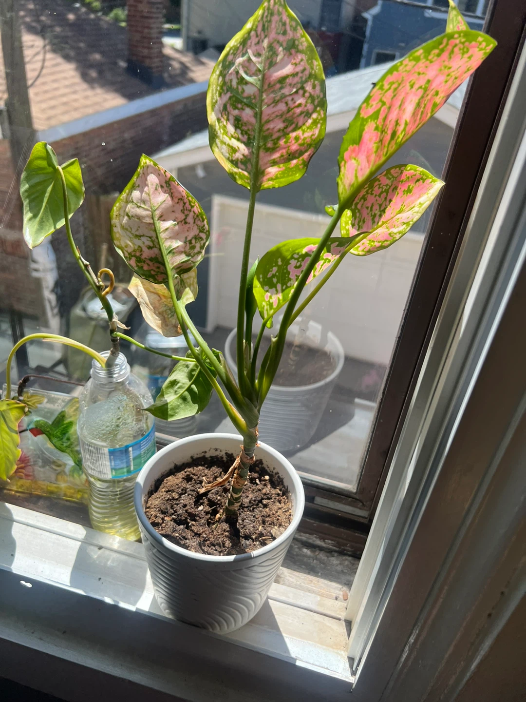 Chinese Evergreen Plant ⚽