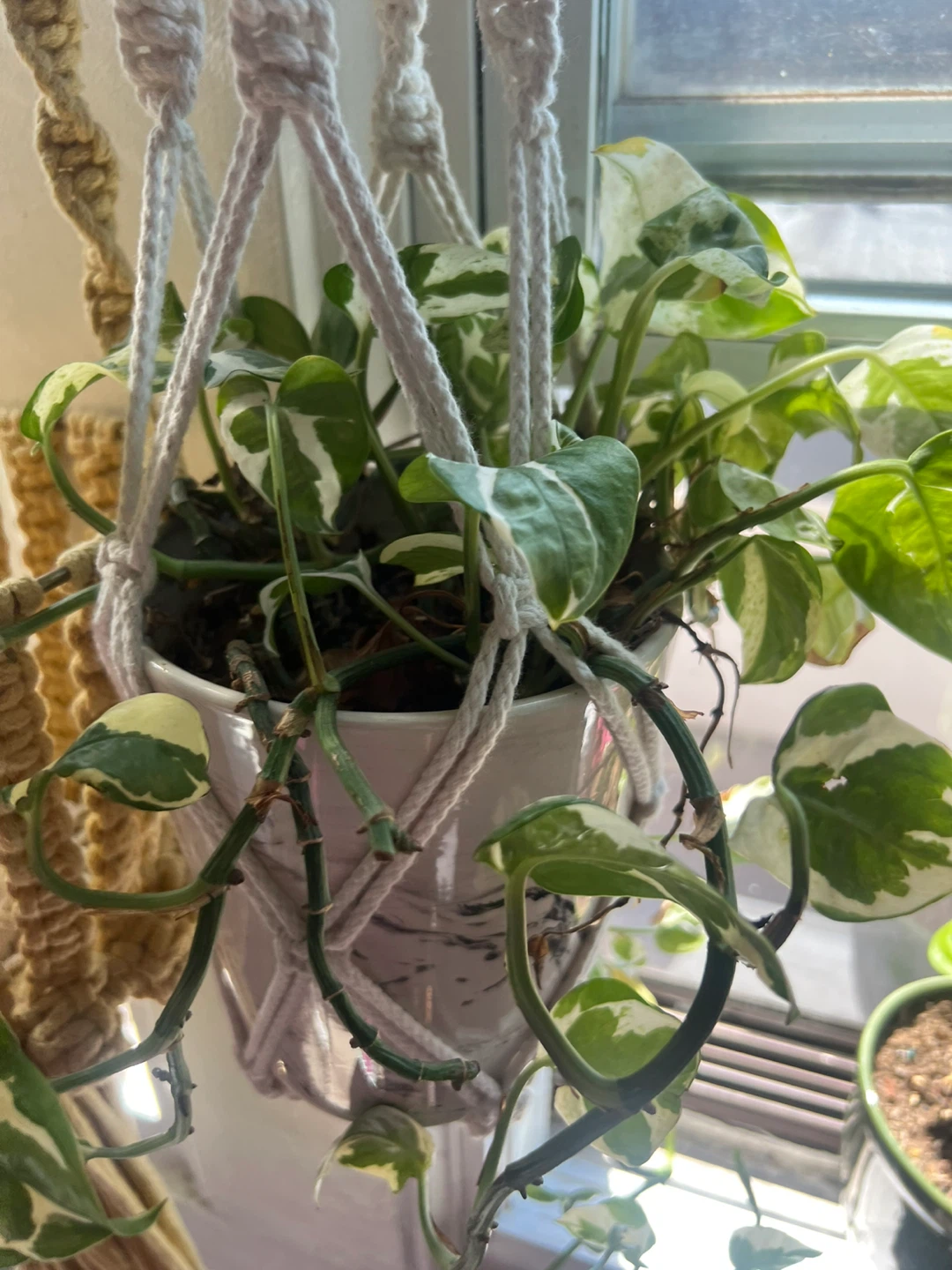 Pothos Plant in White Marble Pot with Macrame Hanger ⚽