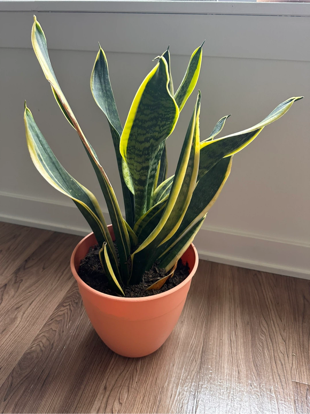 Snake Plant in Peach Pot