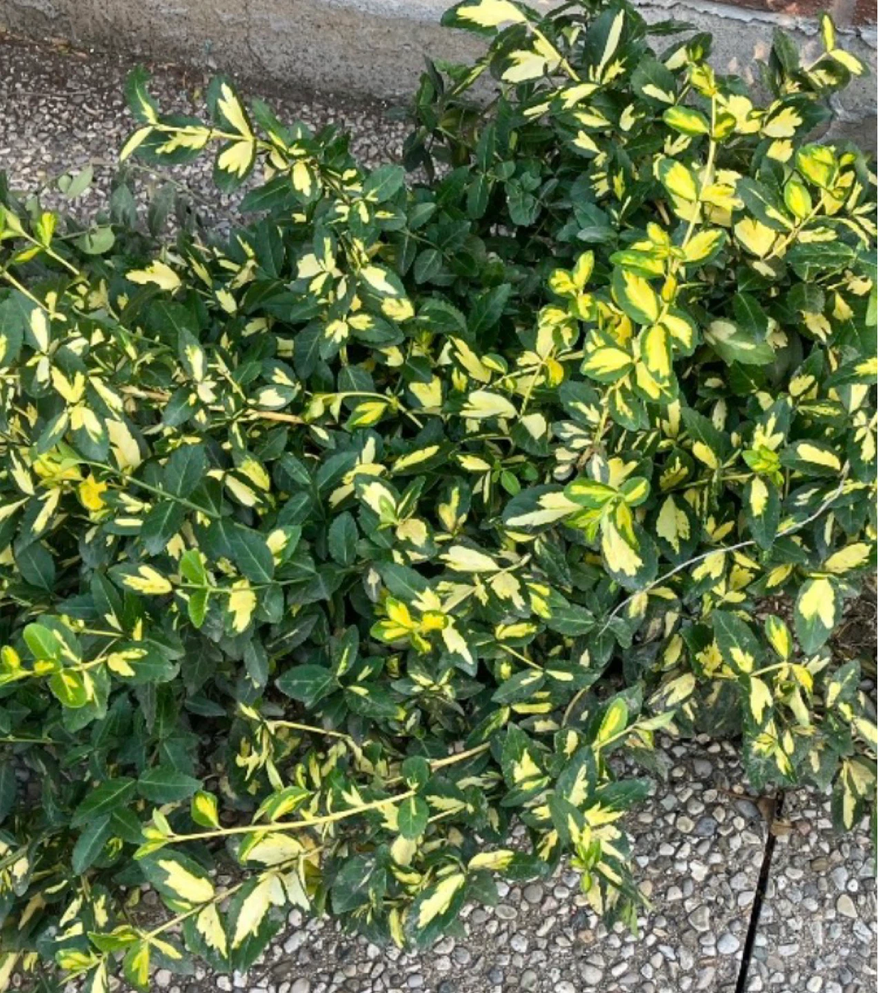Evergreen Variegated Euonymus – (Emerald ’n Gold)@Mississauga