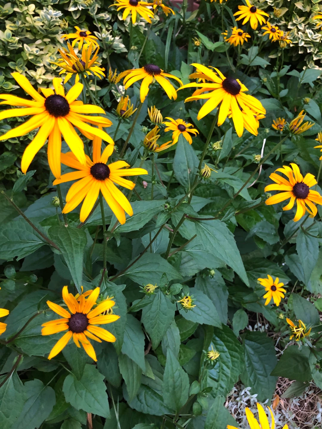 Perennials plants, BE Susan & Pink Ob
