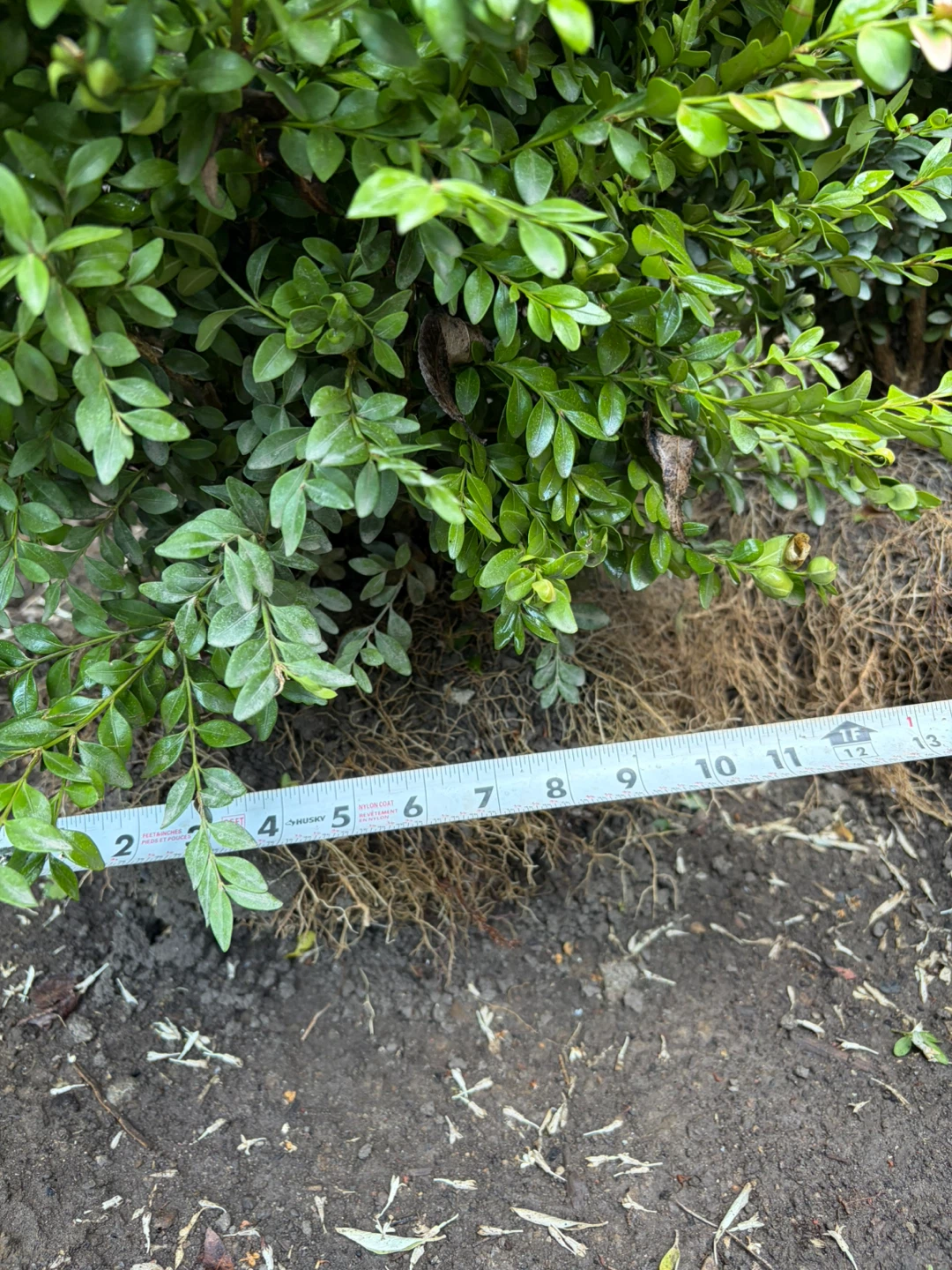 Boxwoods available - photo 4