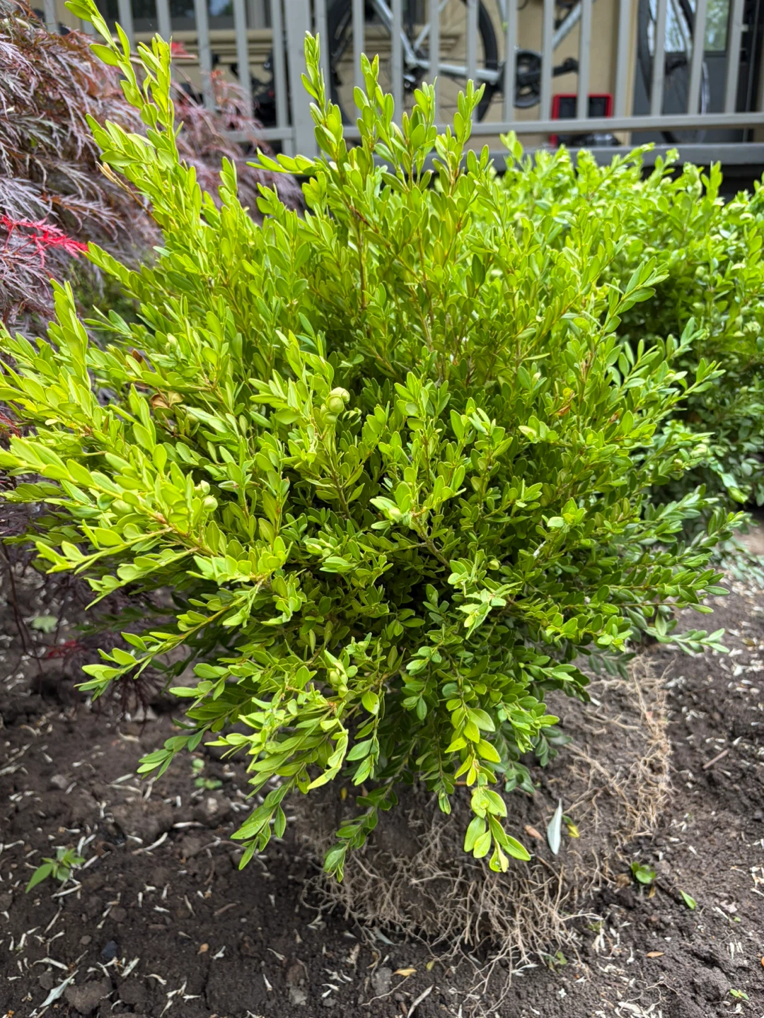 Boxwoods available