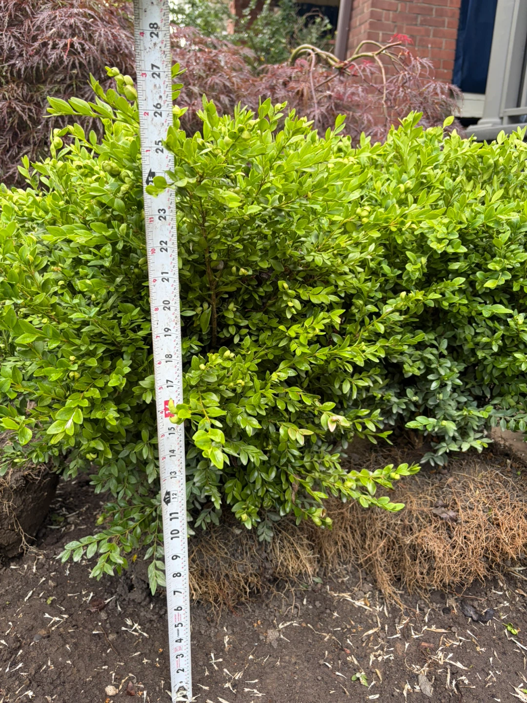 Boxwoods available - photo 3