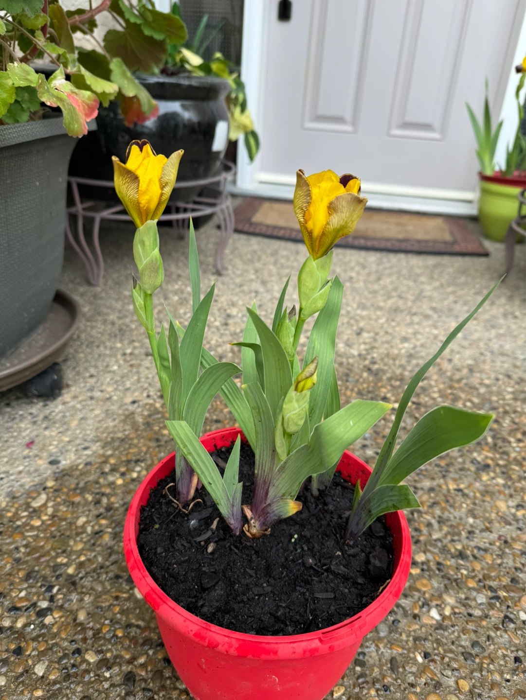 Iris Bulb Plants in Red Pot - photo 2