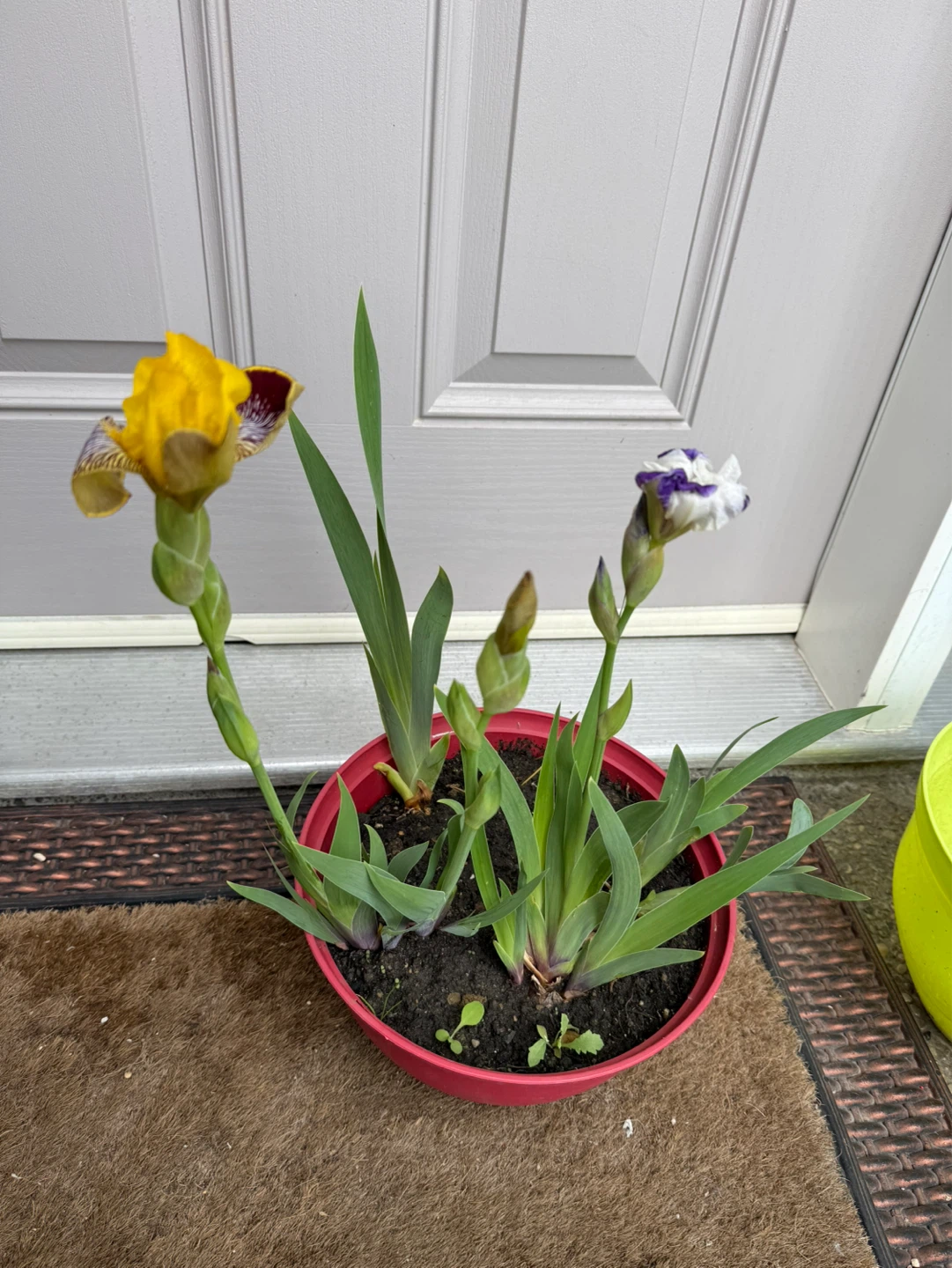 Iris Bulb Plants in Red Pot