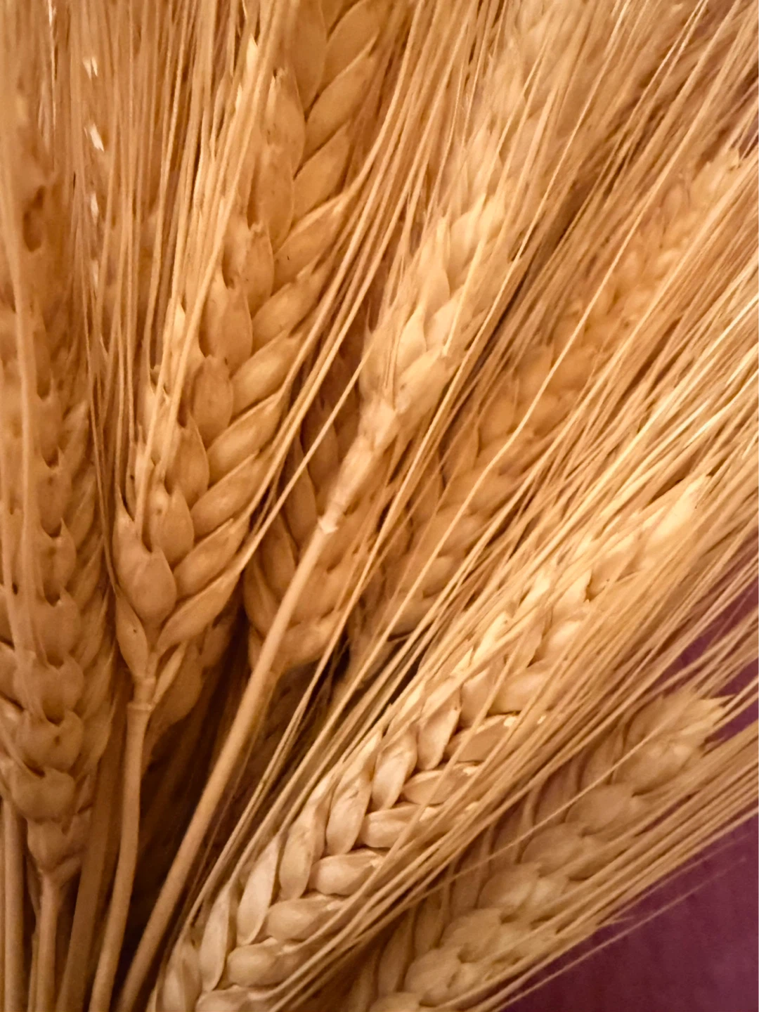 NEW⚽️Dried Wheat Stalks Bundle with Gold Ribbon - photo 2