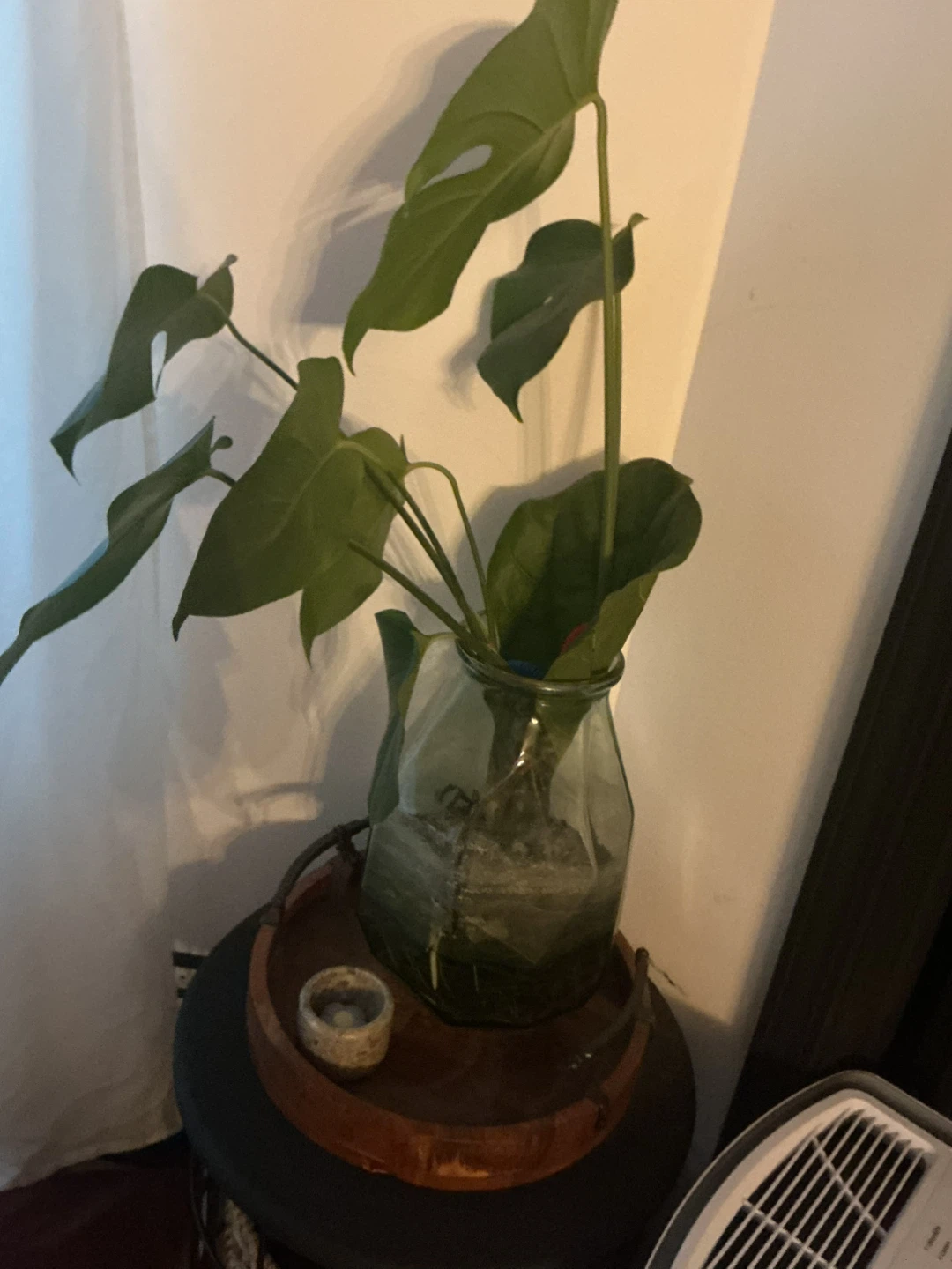 Monstera Plant Cuttings in Glass Vase ⚽