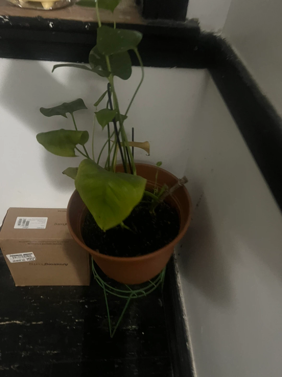 Monstera Plant in Pot ⚽