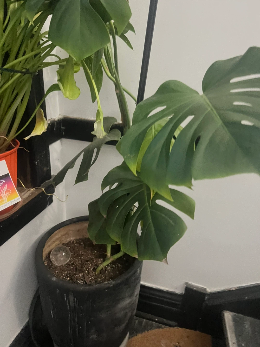 Monstera Deliciosa Plant ⚽